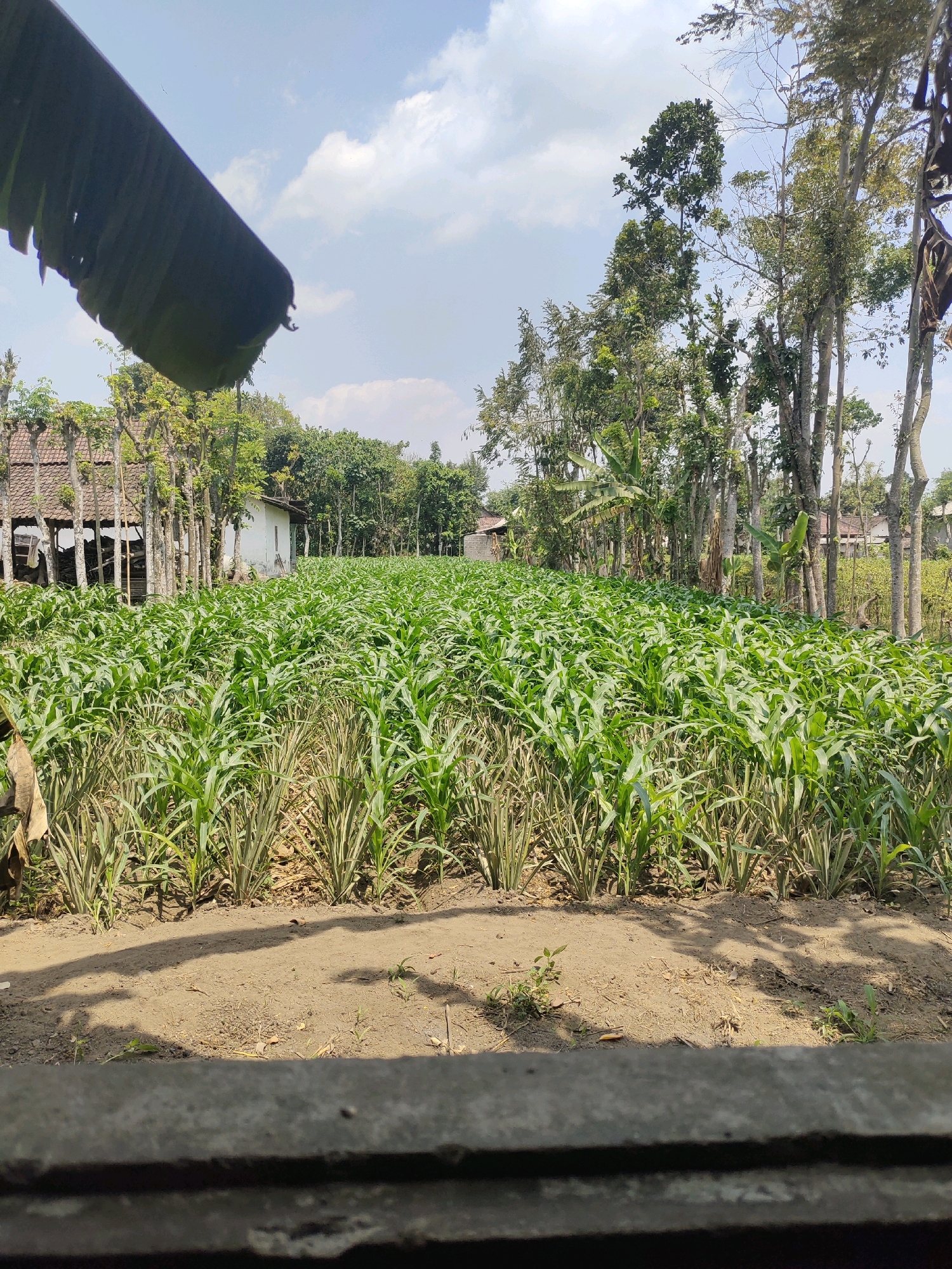 A wide shot depicts a rural scene in Ringinrejo, Indonesia, bathed in sunlight. In the foreground, a rough concrete ledge frames the bottom of the image, casting a long shadow across the dusty ground. Beyond this, rows of lush green corn stalks stretch into the middle ground, interspersed with shorter, spikier plants, likely pineapple seedlings. To the left, a large, dark green banana leaf drapes down from the top of the frame.
In the background, a traditional Indonesian house with a tiled roof and wooden supports stands partially obscured by a line of tall trees. More trees form a dense backdrop to the right. The sky is a bright blue, dotted with scattered white clouds. The scene suggests a working farm or garden, likely in the early stages of cultivation. There are no people or animals visible in the frame.