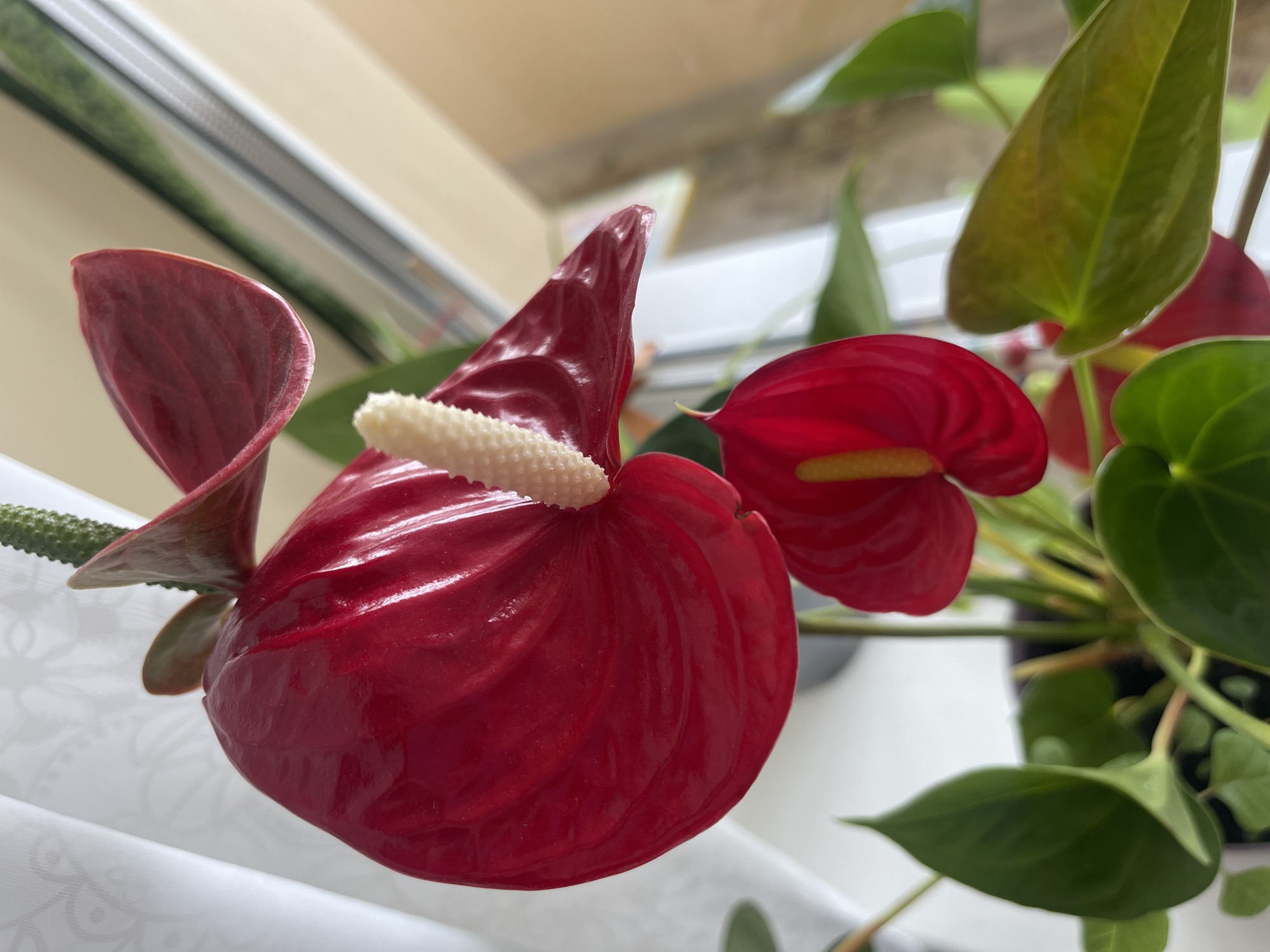 A close-up, eye-level, outdoor shot focuses on a vibrant red Anthurium flower with a white spadix. The flower is positioned in the foreground, with a smaller, similarly colored Anthurium blooming below it. Lush green leaves frame the flowers, suggesting a potted plant. The background is blurred, but hints at a window with sheer white curtains to the left and a softly lit, beige-toned interior to the right. The natural light suggests the photo was taken during the daytime. The scene is devoid of people or any discernible urban elements, making it impossible to ascertain its location within Minsk, Belarus or any other city.