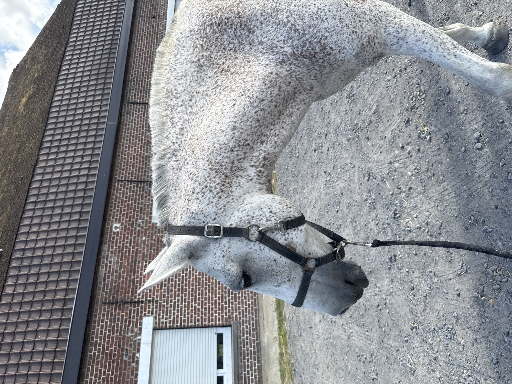 The image shows a dappled grey horse wearing a black halter, standing outdoors on a gravel surface. The horse's head and part of its body are visible, facing left. Behind the horse is a brick building with a tiled roof. To the left of the building, a white roller shutter door is visible. The scene appears to be a stable or farmyard. There is no specific indicator of the exact location within Estaimpuis, Belgium, beyond it being an outdoor rural or semi-rural setting with a building.