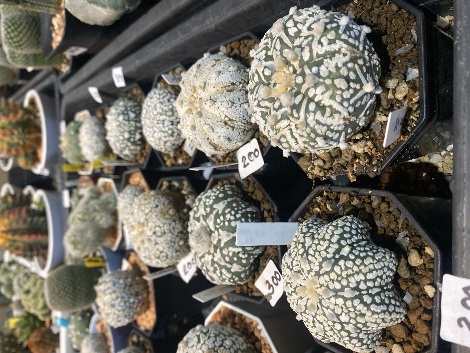 This image shows a display of cacti in pots, likely in a retail setting or botanical garden. The cacti appear to be of the Astrophytum species, characterized by their rounded shape and white, speckled patterns. They are arranged on shelves, with price tags indicating that they are for sale. The setting could be a greenhouse or indoor garden, given the organized arrangement and controlled environment. The context is specified as Baan Kai, Thailand, indicating the geographical location of the scene.