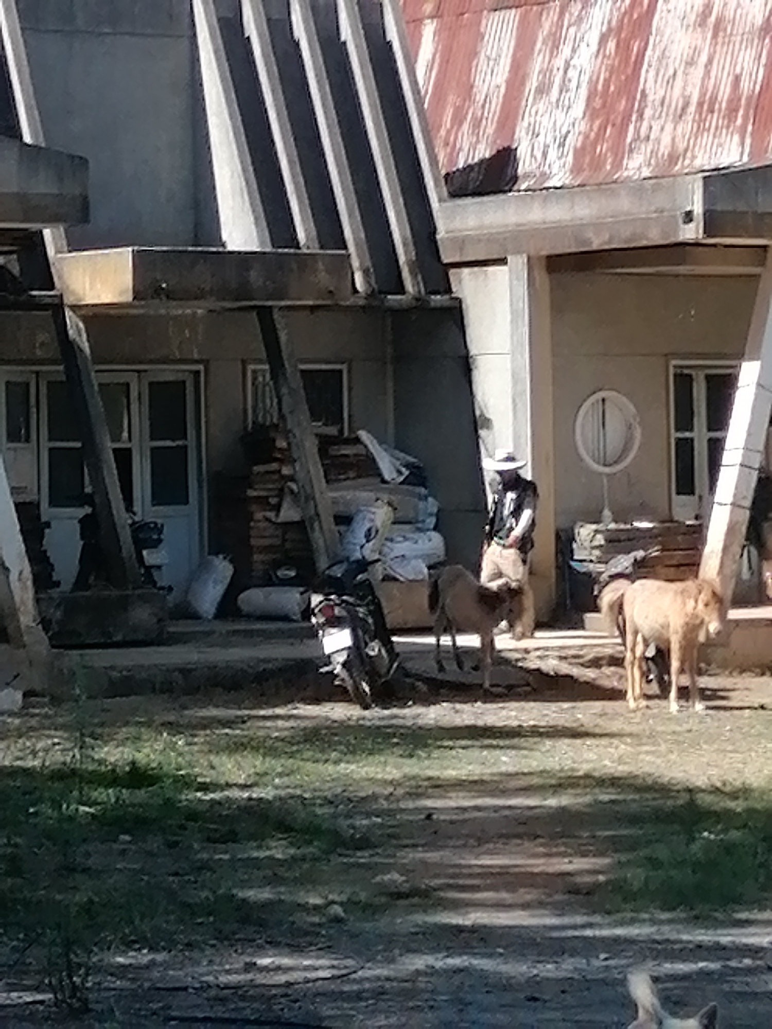 The image depicts a weathered, semi-dilapidated building with a corrugated metal roof in Da Lat, Vietnam. A person wearing a wide-brimmed hat and dark clothing stands near the building. In front of the building, there are two light brown horses or ponies. One is standing, and the other is partially obscured. To the left, a motorcycle is parked near a pile of what appears to be sacks or bundles. The ground is a mix of dirt and patchy grass, with some shadows cast by the building. The overall scene suggests a rural or semi-urban environment with signs of wear and tear.