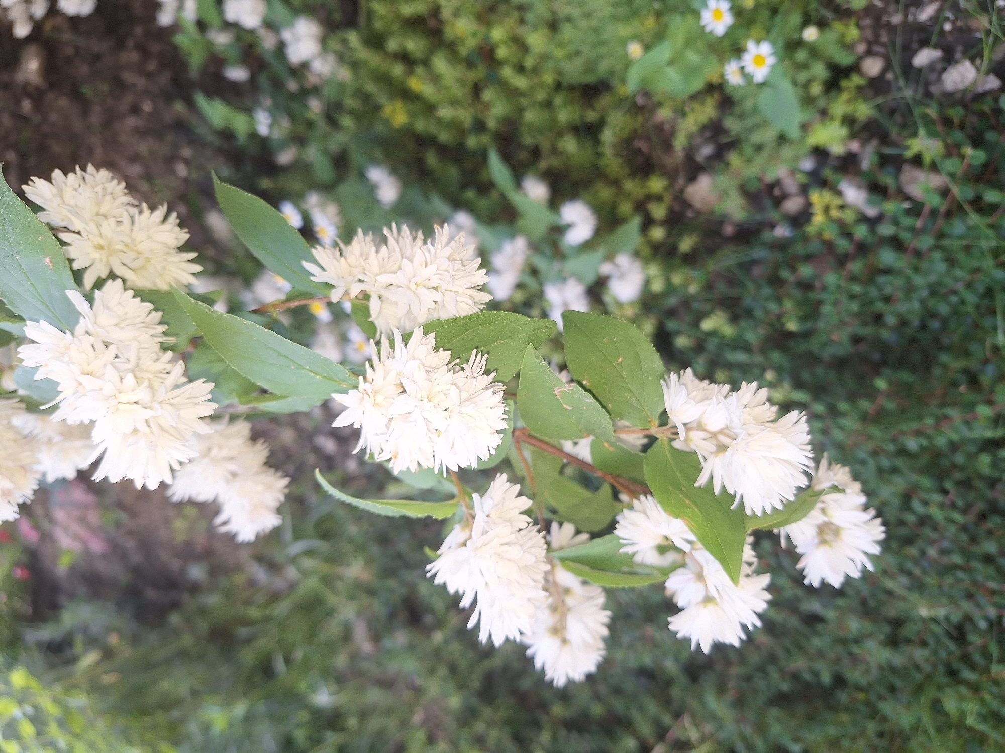 In Sviatopetrivske, Ukraine, a close-up, eye-level shot captures a branch of white, double-petaled flowers, likely a Deutzia, against a blurred background of greenery and soil. The flowers are clustered in dense racemes, with individual blooms displaying numerous delicate petals. Green leaves with visible veins are interspersed among the flowers, and a thin, brown stem supports the floral display. The foreground is dominated by the vibrant white of the blossoms, while the background consists of out-of-focus foliage, small white flowers with yellow centers, and patches of dark soil, suggesting a garden or natural setting. The lighting appears to be natural daylight, casting subtle shadows and highlighting the texture of the petals.