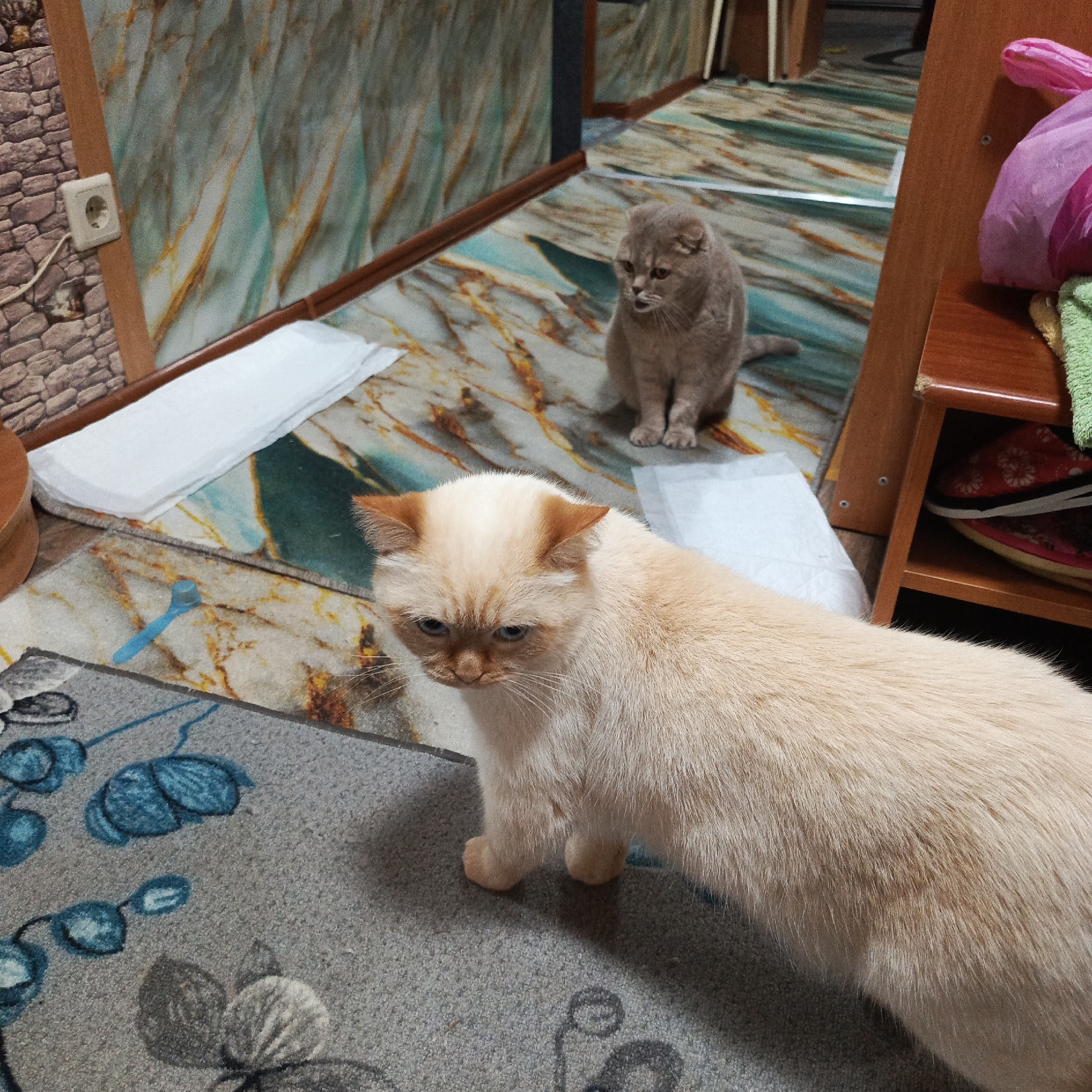 This indoor photograph captures two cats in what appears to be a hallway or room in a residence located in Марковский, Russia. The setting features a distinctive floor and lower wall covering with a green, blue, and gold marble-like pattern.
In the foreground, a cream-colored cat with ginger "points" (ears, face, paws) and light blue eyes stands on a grey rug adorned with a blue floral pattern. Its expression appears somewhat serious or grumpy, and it is looking downwards and slightly to the left. The cat's fur is dense and light-colored.
Further back, towards the right side of the image, a light grey or tan cat with folded ears, characteristic of a Scottish Fold breed, sits on the patterned floor. It is looking intently towards the foreground cat.
Various household items are scattered or placed around the scene. On the left, a wall covered in faux brick wallpaper features a white electrical outlet with a visible cord. Along the base of the wall, there are brown wooden trim pieces. On the marble-patterned floor, near the left wall and behind the foreground cat, are several white, rectangular objects that resemble disposable pads or folded paper towels. A small, light blue plastic spoon also lies on the floor between the two cats. On the right side, a wooden shelving unit holds a pair of red patterned slippers and a green towel on a lower shelf, while a pink plastic bag rests on the top.
The overall impression is a casual, domestic scene, likely taken during the daytime or with artificial indoor lighting, as no external light source is apparent. There is no visible text in the image.