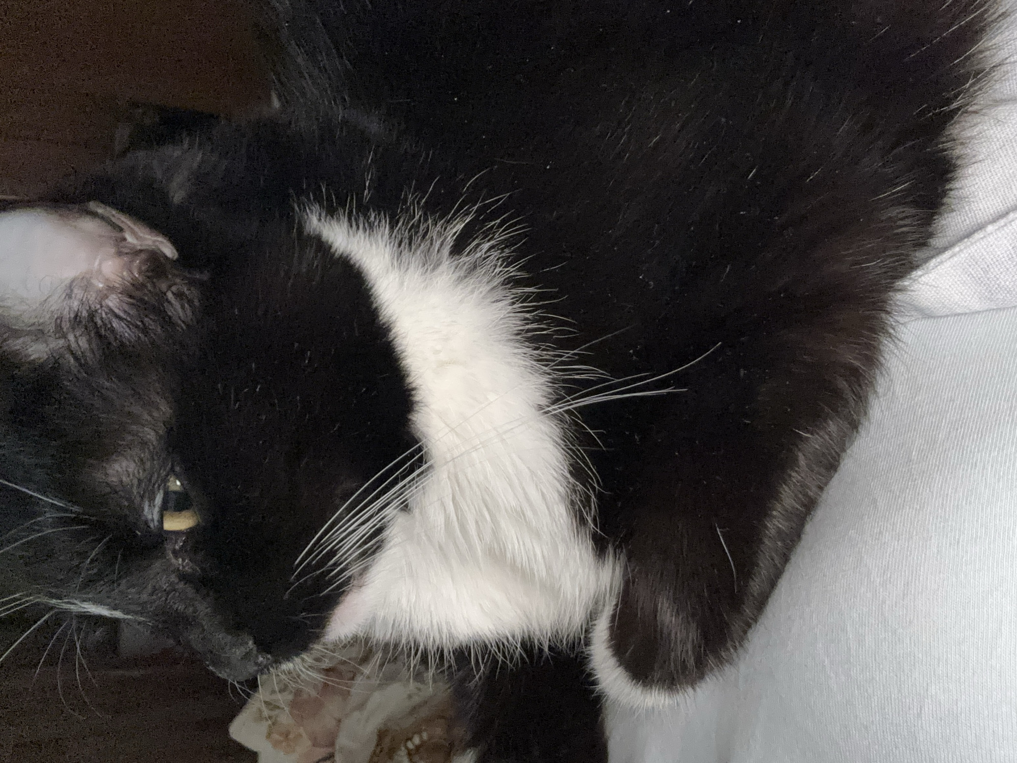 A black and white domestic cat is depicted in a close-up, dimly lit indoor setting. The cat is viewed from its left side, with its head turned slightly to the left, and its body appearing to be in a resting position on a light-colored, textured fabric surface, likely bedding. Its fur is predominantly black, with a prominent white patch covering its chest, extending up its neck, and partially onto its chin. White whiskers emanate from its muzzle. The left eye, partially visible, is amber or golden yellow. A small patch of white fur is visible on the inner aspect of its left ear. The background is dark and indistinct, suggesting low light conditions and minimal discernible objects beyond the cat. No people are visible. No actions or interactions beyond the cat's resting pose are apparent. The image does not provide visual cues to confirm a location in the city of Chaikovsky, Russia.