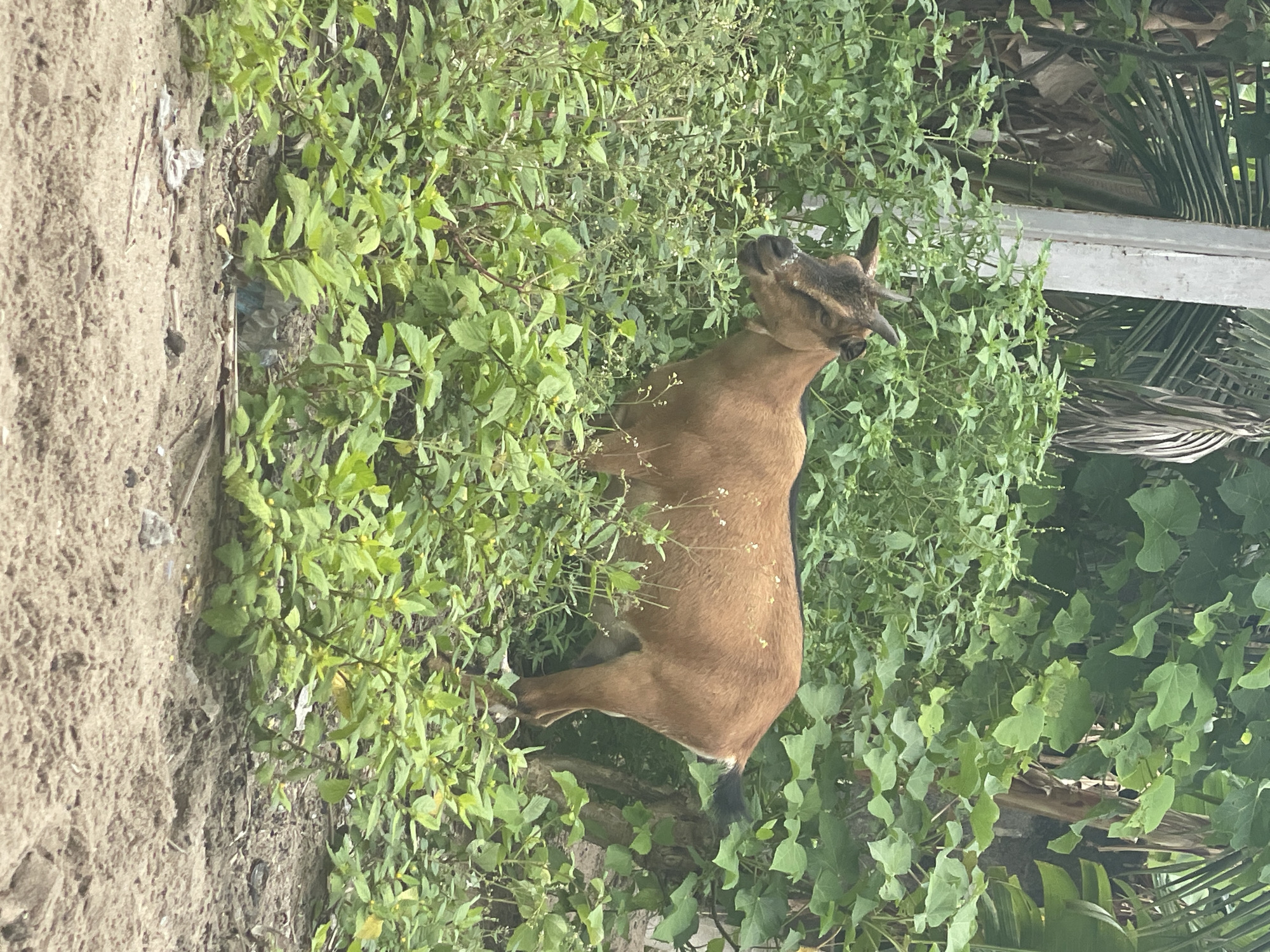 A brown goat stands among lush green vegetation in what appears to be a roadside environment in Badagry, Nigeria. The goat is predominantly light brown, with dark patches on its face and tail. Its head is slightly tilted upwards, suggesting it is looking or reaching for something above. The vegetation surrounding the goat is dense, comprising various shades of green and different leaf sizes, indicating a diverse plant community. The ground is a mix of soil and sand, with some litter or debris scattered nearby. The image is taken during daylight, with natural lighting enhancing the vibrant colors of the vegetation. The photograph is shot at eye level, providing a straightforward view of the scene.