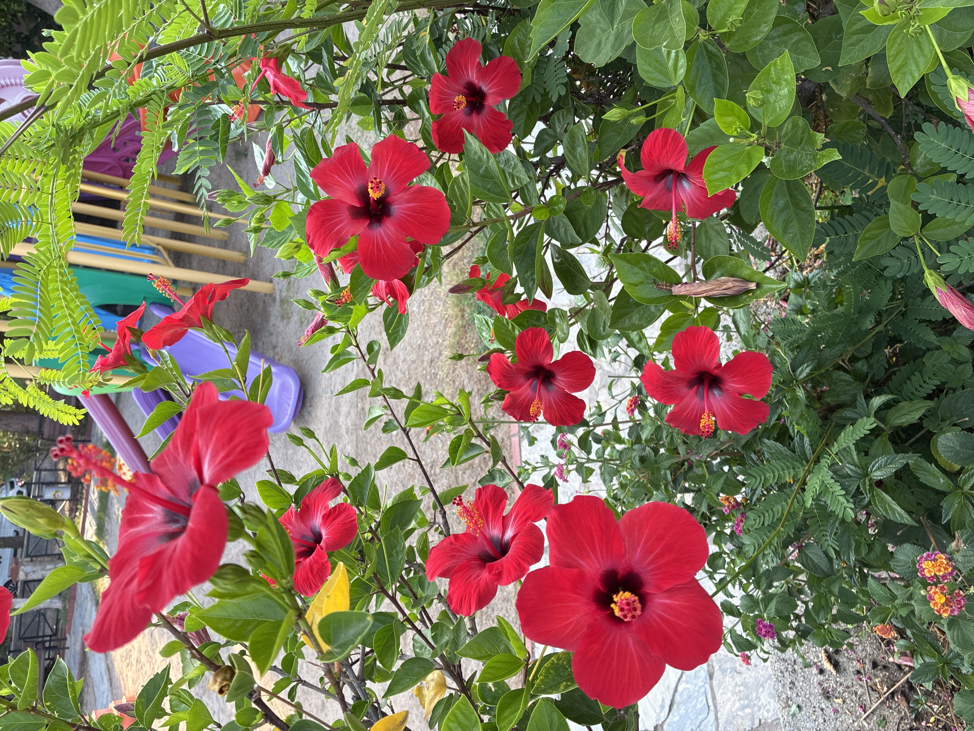 A close-up, eye-level shot captures a cluster of vibrant red hibiscus flowers with green foliage. The flowers display prominent stamens and pistils, with some petals slightly curled. In the background, blurred elements suggest a playground, with colorful slides and support structures visible. The ground appears to be a mix of sand and gravel. The scene is outdoors, bathed in natural light, indicative of a sunny day.