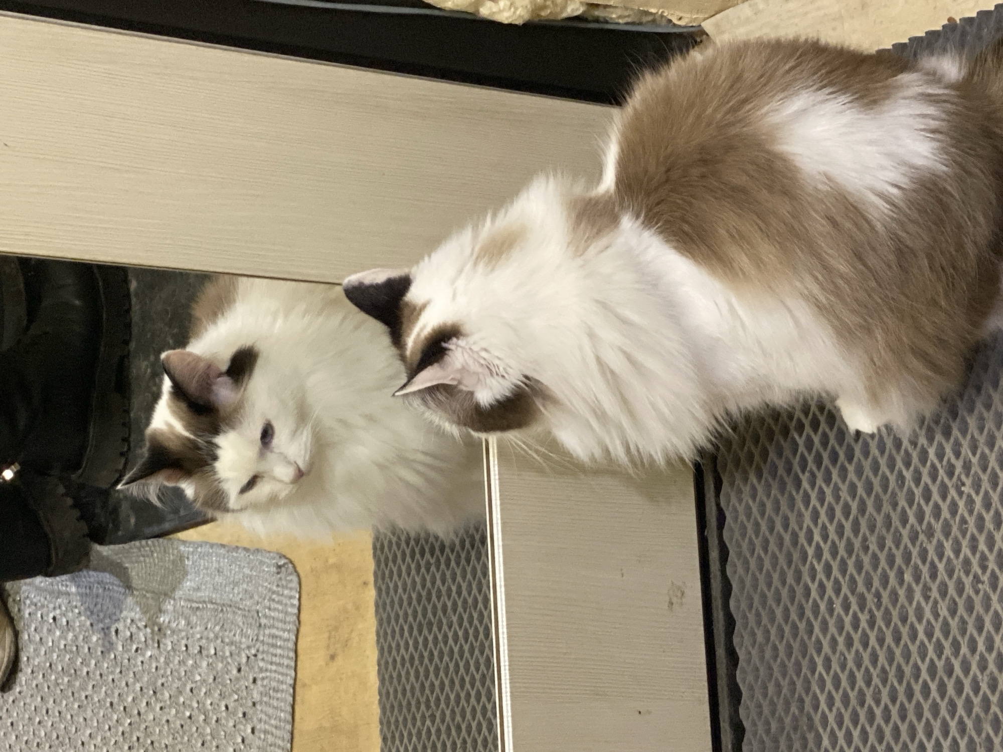 A tan and white cat is looking at its reflection in a mirror. The cat is positioned to the right of the mirror. The background includes a black object, a grey patterned rug, and light-colored wood. There is no evidence to suggest a specific location such as Izhevsk, Russia.