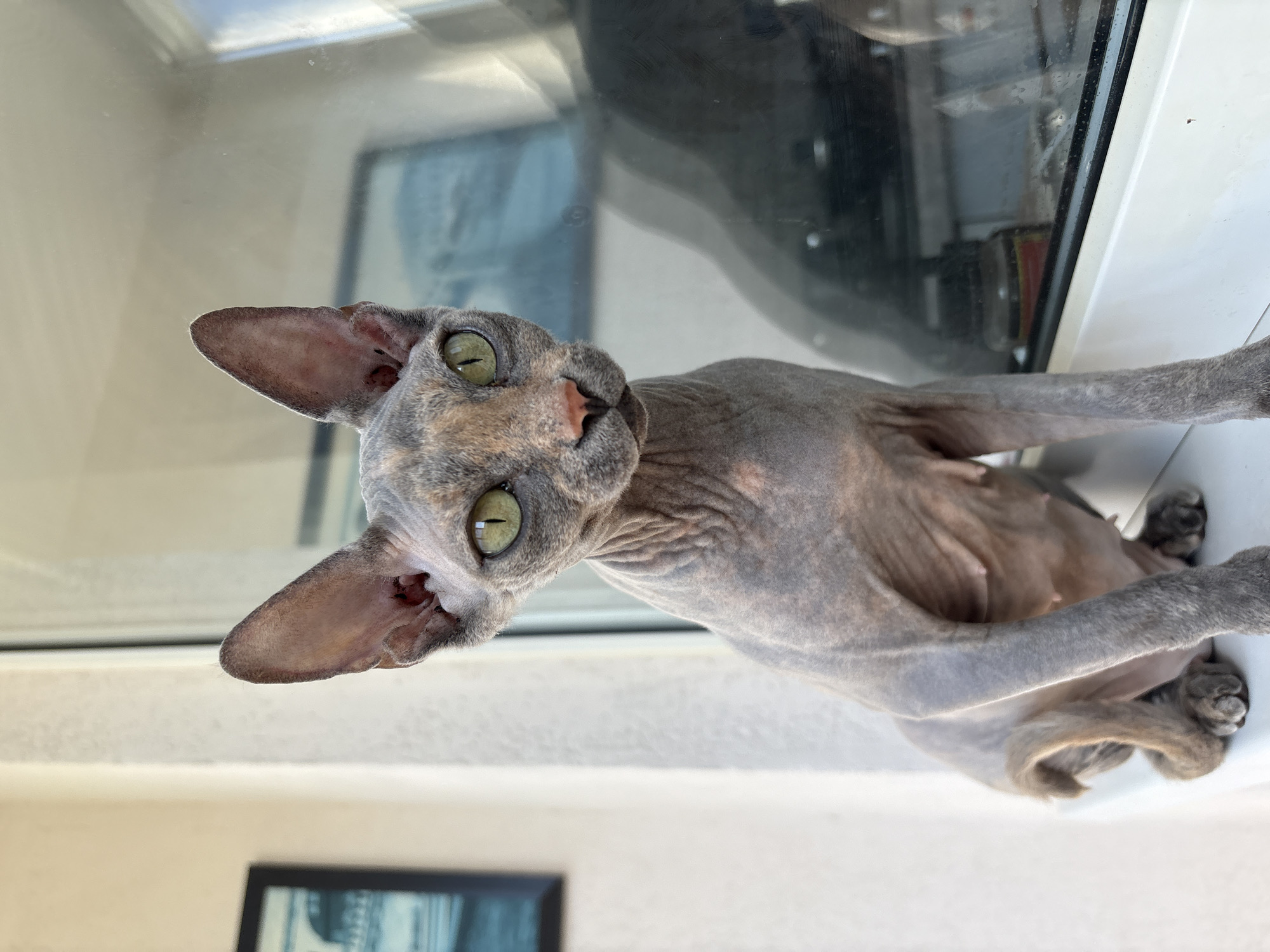 A hairless cat with grey and tan skin and large green eyes sits on a white windowsill. The cat is facing the camera, with its ears perked up. Behind the cat is a window with reflections of an indoor scene. To the left of the cat, on the wall, is a framed picture. The cat appears to be indoors. The image does not provide any information about the city of Saratov, Russia.