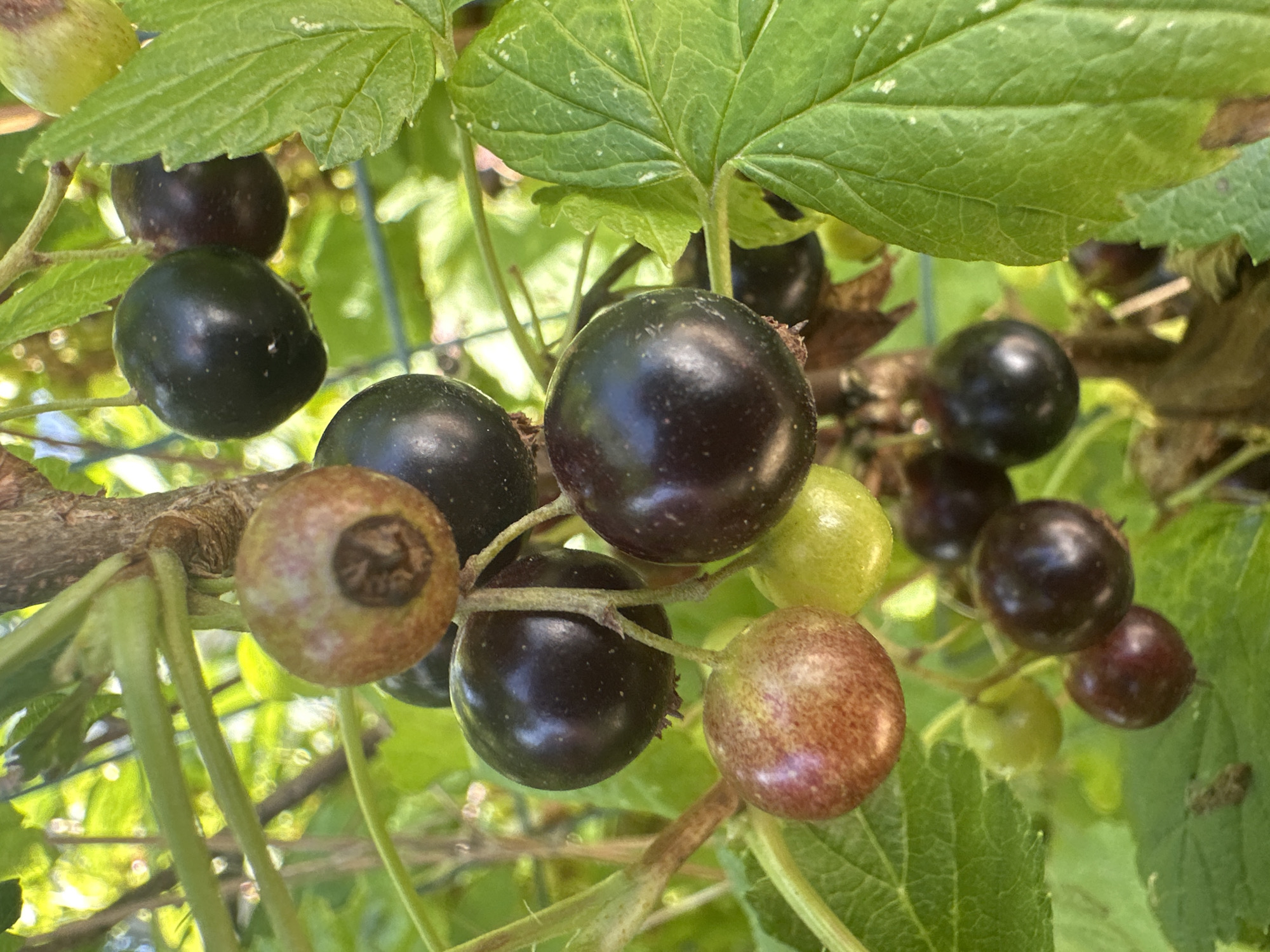 In Pakonys, Lithuania, a close-up shot captures a cluster of ripe blackcurrants on a branch, bathed in natural sunlight. The berries, varying in ripeness from reddish-brown to deep purple, hang in groups, some still exhibiting a hint of green. The leaves of the blackcurrant bush are visible, some bright green and others showing signs of maturation with lighter specks. The background is softly blurred, revealing hints of more foliage and the natural, outdoor environment. The image is a still life, focusing solely on the fruit and its plant.