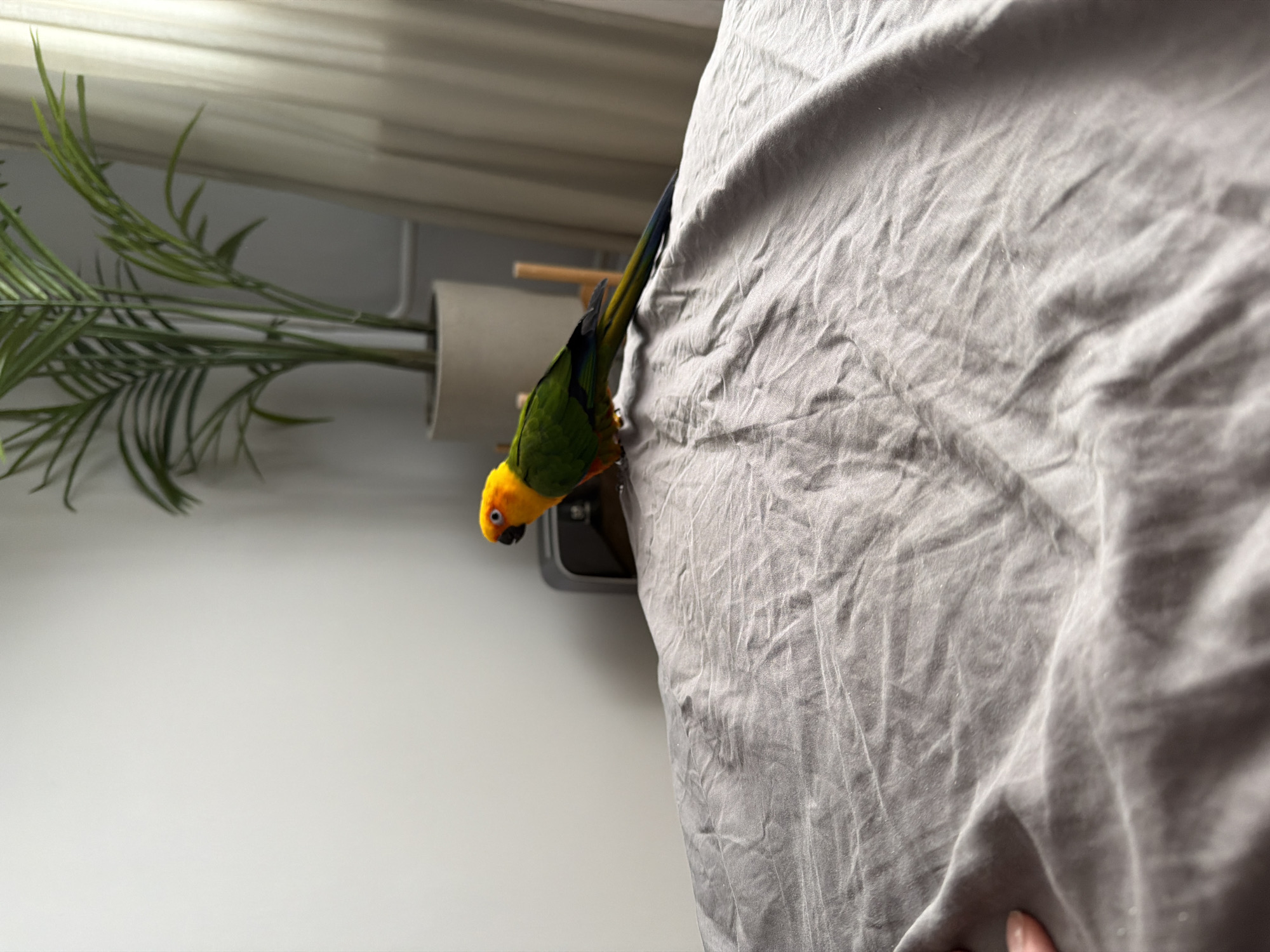 A yellow-headed parrot clings to a light gray wrinkled sheet, likely fabric. To the left, a potted plant with green foliage sits atop a white surface, near a white wall. The environment suggests an indoor setting, though there is no evidence to suggest a location in the city of Khimki, Russia.