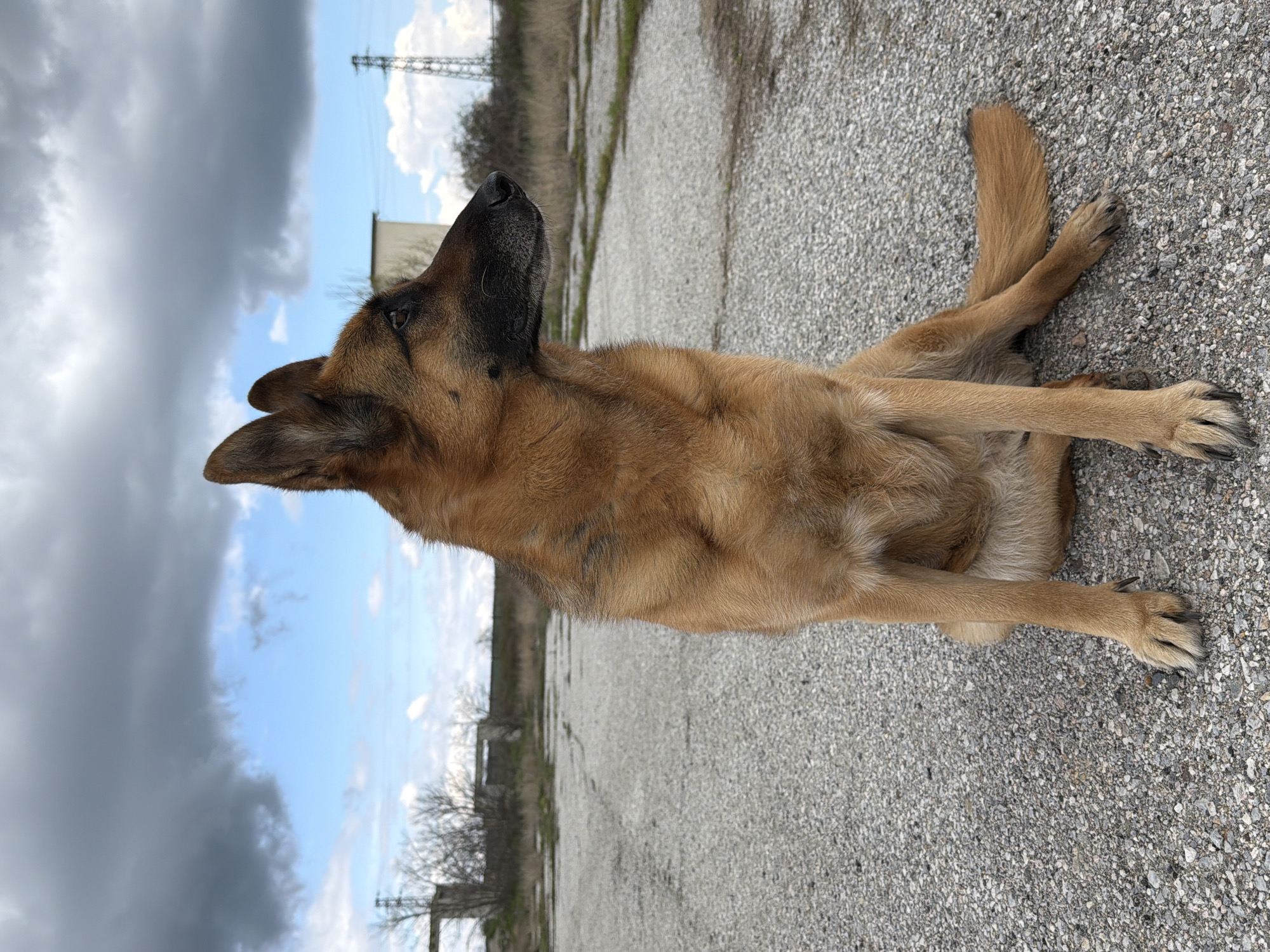 A brown German Shepherd-type dog is lying on a grey concrete surface. It is on its side, with its legs crossed. The dog is looking upwards, towards the sky. In the background are power lines, trees, and a cloudy sky with some blue. The image was taken in Chirpan, Bulgaria.