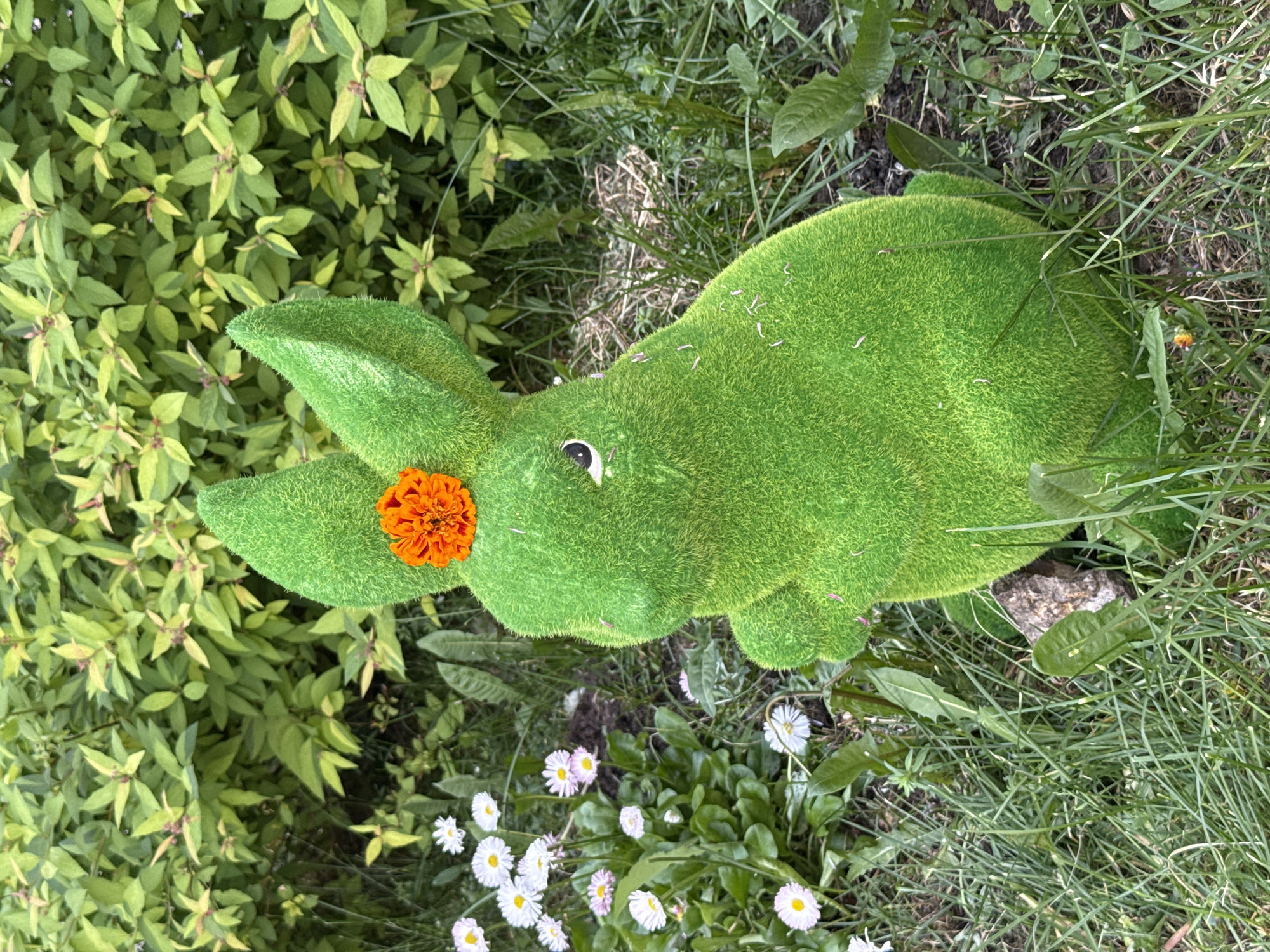 A green rabbit-shaped topiary or sculpture stands in a natural outdoor environment in Moscow, Russia. The rabbit is covered in a short, vibrant green, grass-like synthetic material, giving it a textured appearance. It features two black and white eyes and an orange, ruffled flower centrally placed on its head between its upright ears. The rabbit is in a seated position.
The immediate ground surrounding the sculpture consists of green grass blades, patches of exposed soil, and some dried vegetation. To the left of the rabbit, a cluster of small white and pale pink daisy-like flowers with yellow centers is visible. Additional individual white daisy-like flowers are scattered in the foreground. A greyish-brown rock is partially obscured by grass near the base of the rabbit on its right side. The background is composed of dense, light-green foliage, likely a shrub or hedge, with numerous small leaves, some exhibiting reddish-brown tips. No individuals are present in the scene, and no actions are occurring.