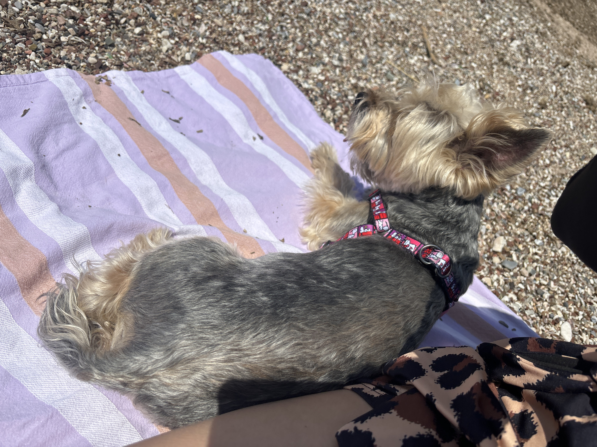 A small grey and tan Yorkshire terrier wearing a red and white patterned harness lies on a striped towel on a beach. The towel is striped with purple, white, and peach. The beach appears to be gravelly. A person in a brown and black animal print dress sits next to the dog. The location is Budva, Montenegro.