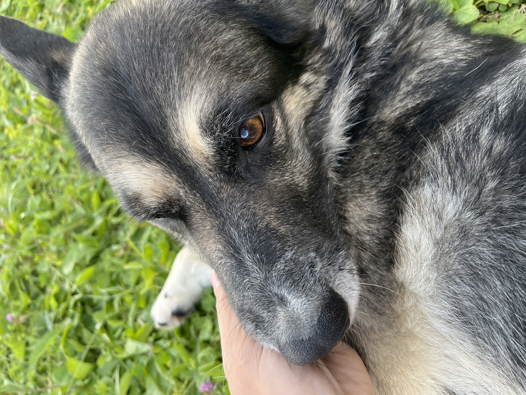 A close-up, eye-level shot shows a dog being petted by a person's hand. The dog's fur is a mix of gray, black, and tan, with distinct markings around its eyes. The dog's eye is a warm brown color with a reflection visible. The person's hand, with visible lines and a light skin tone, gently rests on the dog's snout and cheek. In the background, out of focus, is lush green grass and a few small pink flowers, suggesting an outdoor setting. The scene does not provide any information about the city of Nizhny Tagil, Russia.