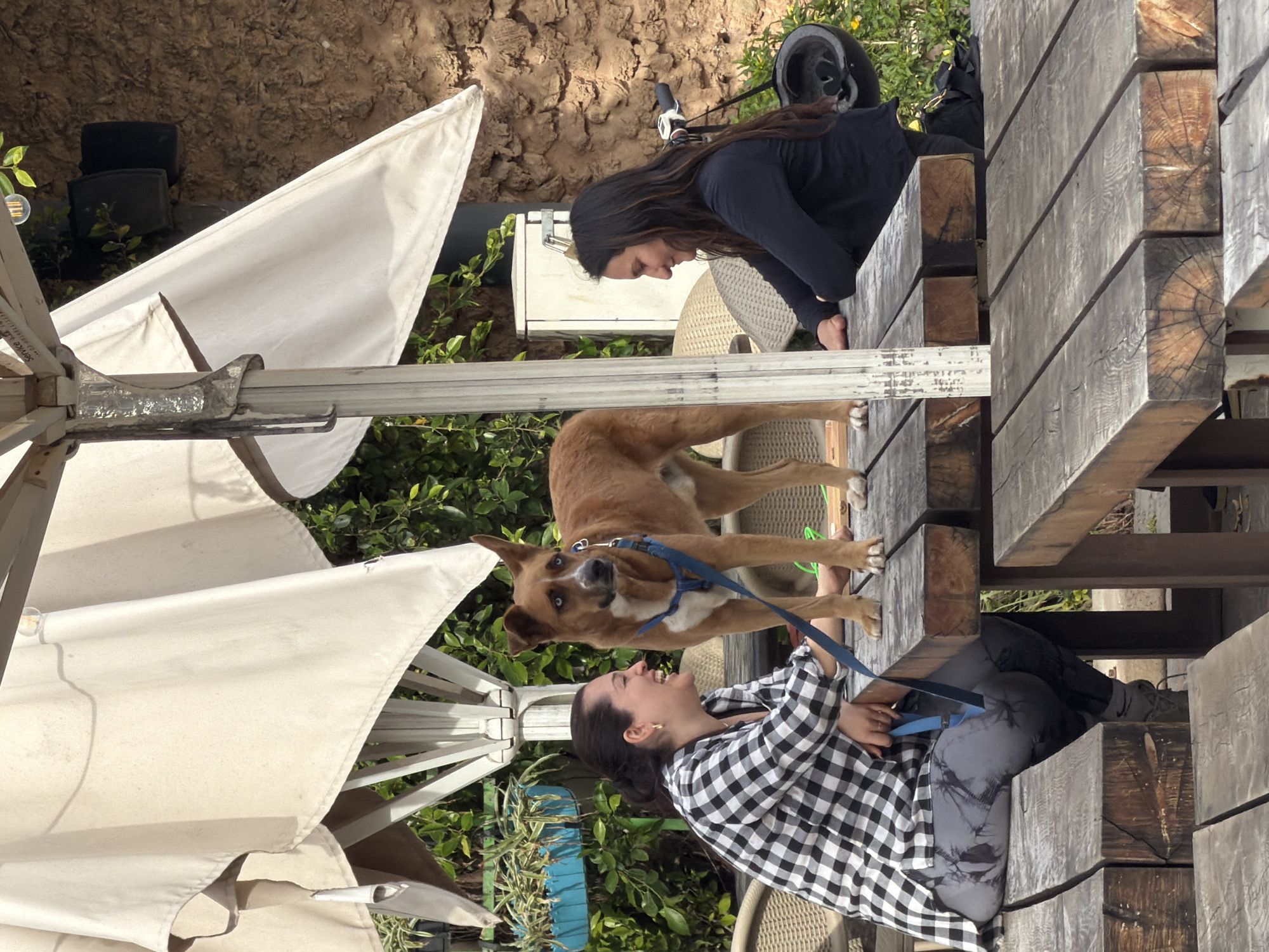 The image captures an outdoor seating area, likely a cafe or restaurant, in Tel-Aviv, Israel. Two women and a dog are positioned around rustic wooden tables and benches beneath two large, light-colored patio umbrellas.
On the left, a woman with dark hair pulled into a bun wears a black and white plaid shirt, grey patterned leggings, and a gold hoop earring in her left ear. She is seated on a wooden bench, smiling and looking towards the right. Her right hand holds a blue leash.
In the center foreground, a medium-sized tan and brown dog with distinct light blue eyes, a white snout, and white chest markings stands on the wooden table. It wears a blue harness, and the blue leash extends from its harness to the woman on the left. The dog faces right but its head is turned slightly towards the viewer, with an alert expression.
On the right, a second woman with long dark hair, wearing a dark long-sleeved top, is seated on a wicker-style chair at an adjacent wooden table. She smiles subtly while looking towards the left, in the direction of the first woman and the dog. Her hands rest on the table.
The background consists of vibrant green foliage, including plants in a blue hanging planter on the left. Behind the woman on the right, a textured light brown wall is visible, with two black outdoor speakers mounted on it. A black bicycle helmet is also visible, hanging from a handlebar behind her. The scene is illuminated by natural daylight.