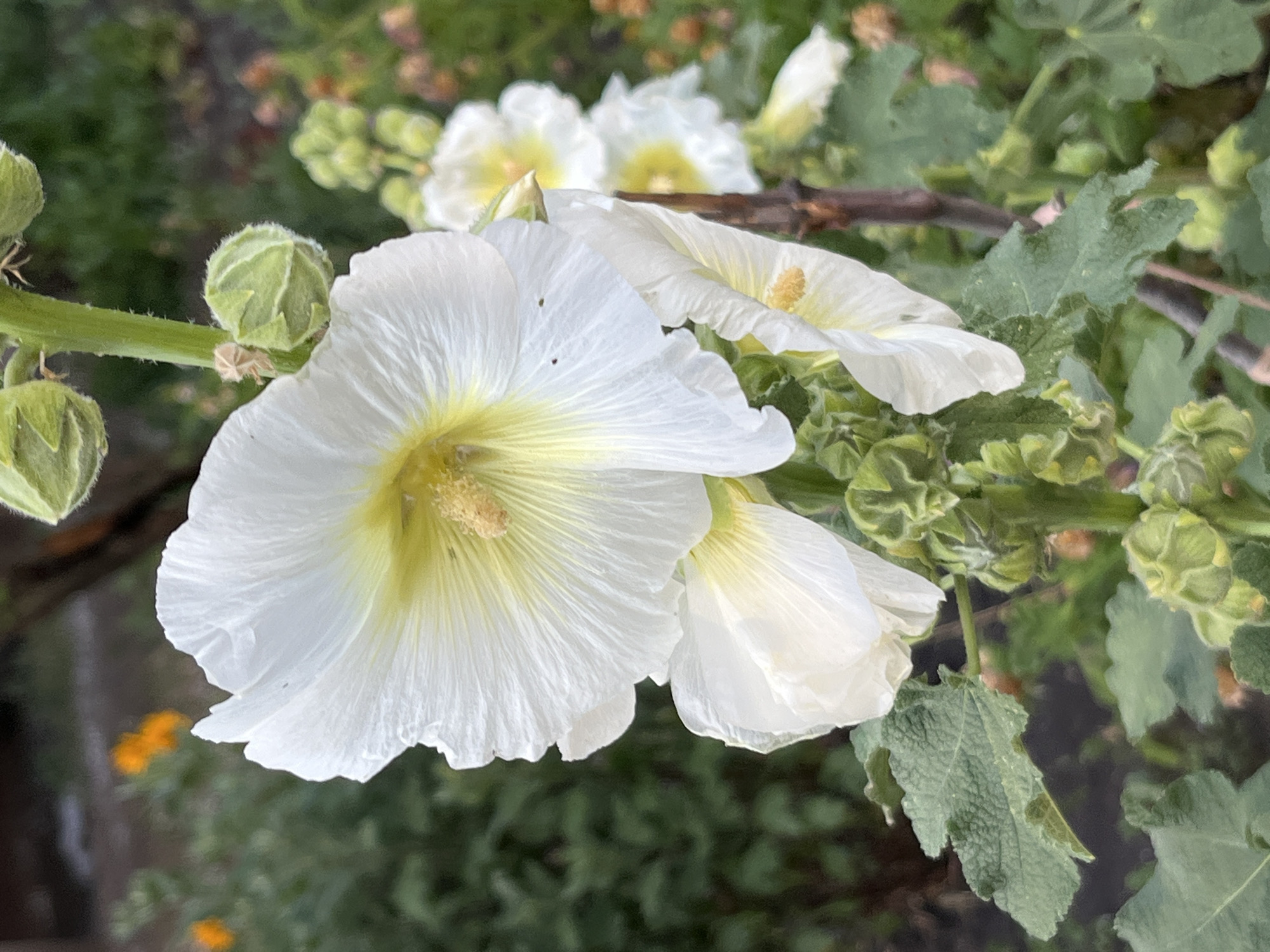 A close-up shot captures a cluster of white hollyhock flowers blooming in a garden. The flowers are the primary subjects, with their delicate, ruffled white petals and soft yellow centers. In the foreground, a large, fully bloomed flower takes center stage, its petals slightly curled and showing faint veins. Behind it, two other partially opened flowers are visible, their white petals also edged with a subtle yellow hue.
Surrounding the flowers is lush green foliage. Several unopened flower buds, spherical and covered in fine hairs, are present on the stems, hinting at more blooms to come. The leaves of the hollyhock plant are large and textured, with a slightly rough surface and distinct lobed edges. A thin, brown stem or branch runs horizontally through the upper portion of the frame, partially obscured by the flowers.
The background is a soft blur of greens and some hints of other colors, suggesting a natural, outdoor setting. In the far left background, a few blurred orange flowers add a touch of contrast. The lighting appears natural, consistent with daylight, and there are no immediate indications of specific weather conditions. The overall mood is serene and natural, showcasing the beauty of blooming flowers. The image was taken in Dnipro, Ukraine. There is no visible text in the media file.