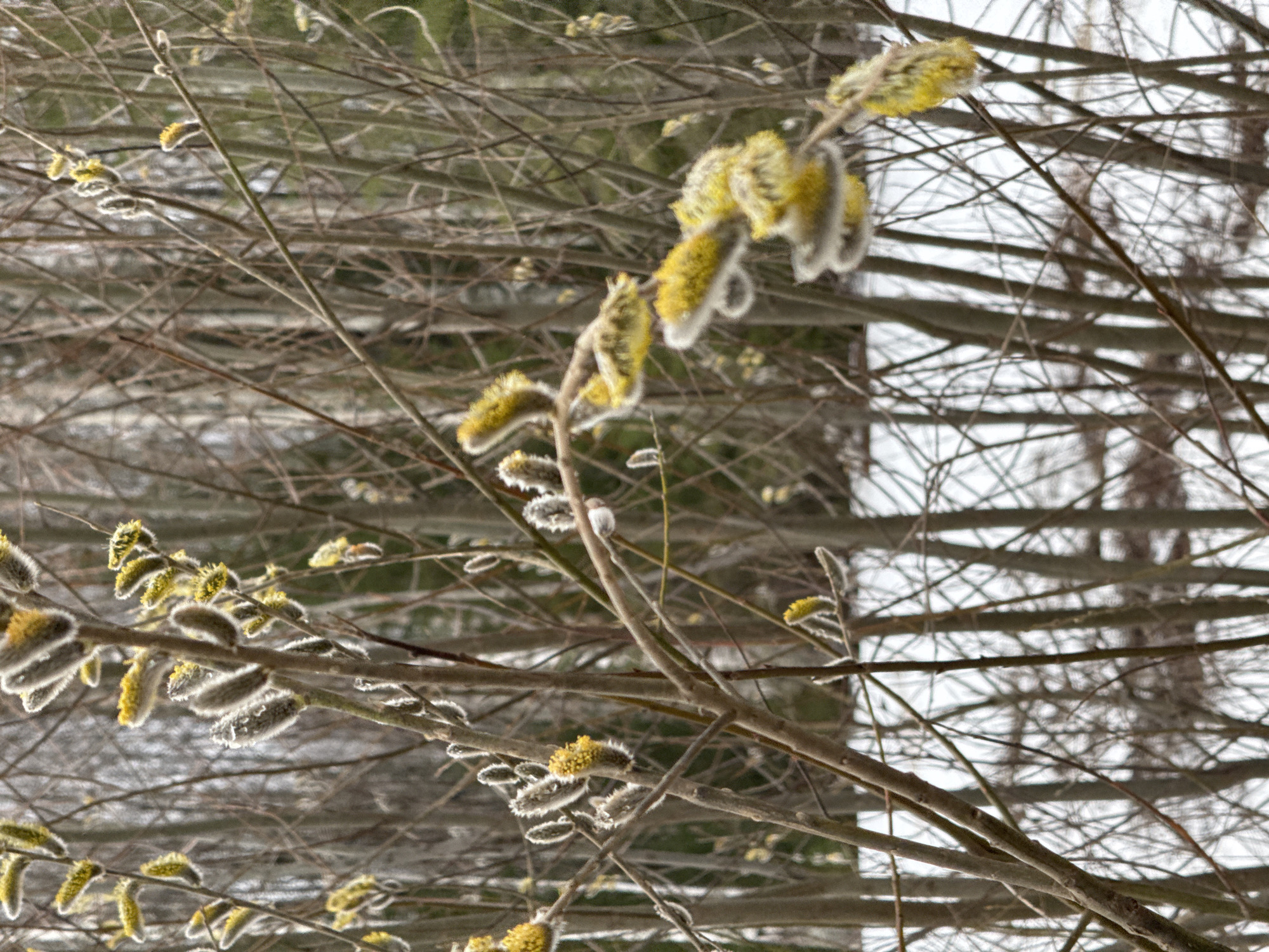 The image depicts a close-up of budding branches, specifically pussy willows, with their characteristic furry catkins showing a hint of yellow. The branches are intertwined against a blurred background that suggests a wintery scene with bare trees and possibly snow. The location is unknown, but the presence of pussy willows indicates a temperate region with access to moisture, as they are often found near streams or wetlands. There are no people present.