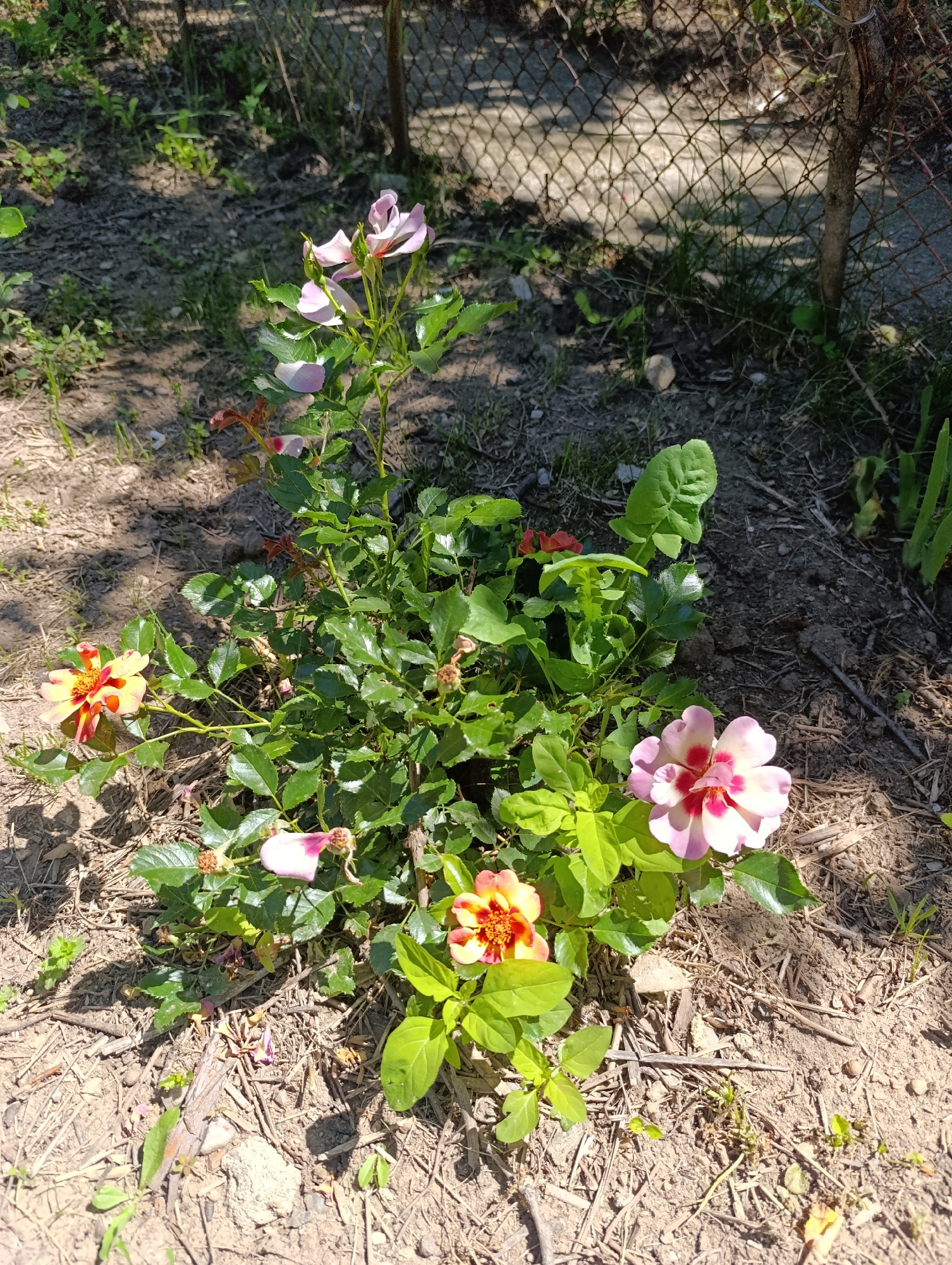 A low-angle, full shot captures a vibrant rose bush blooming in the soil of what appears to be a yard, possibly in Nikolichevtsi, Bulgaria. The bush, with its lush green leaves and thorny stems, showcases multiple flowers in various stages of bloom. Some flowers are fully open, revealing delicate pink and white petals with striking red centers, while others are still buds or past their prime, with wilting petals. The ground surrounding the bush is a mix of dry soil, scattered twigs, and sparse green grass, with a chain-link fence visible in the background, suggesting a property boundary. The sunlight creates dappled shadows across the scene, highlighting the textures of the foliage and the ground. No people are present in the image.