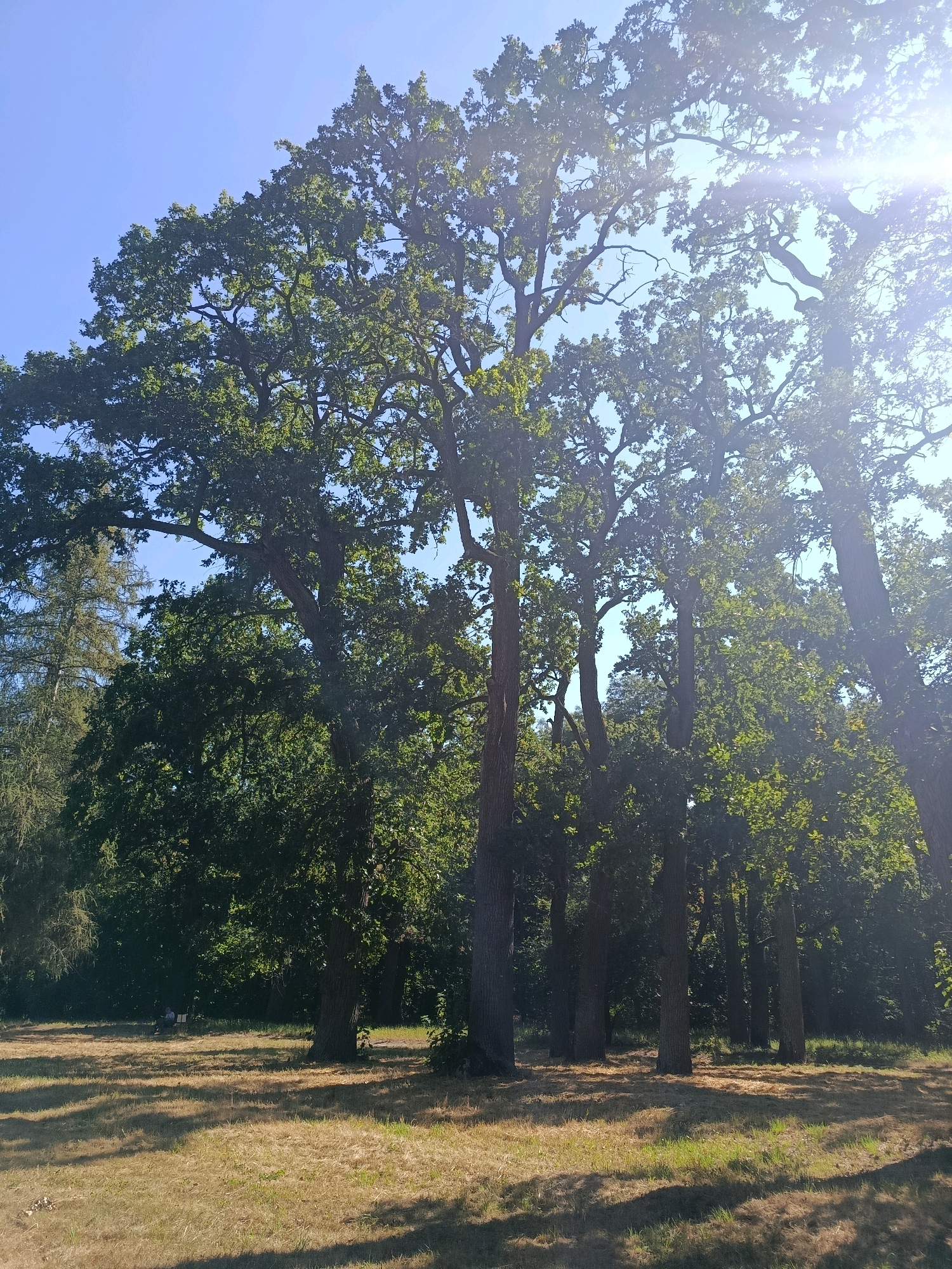 The image shows a cluster of large, mature oak trees with dense green foliage. The sun is shining brightly, casting dappled shadows on the dry, golden grass of a meadow or parkland. In the background, beyond the trees, is a darker, more densely wooded area. There are two figures sitting on a bench in the far left background, largely obscured by foliage. The sky is clear and blue. The scene is peaceful and natural.