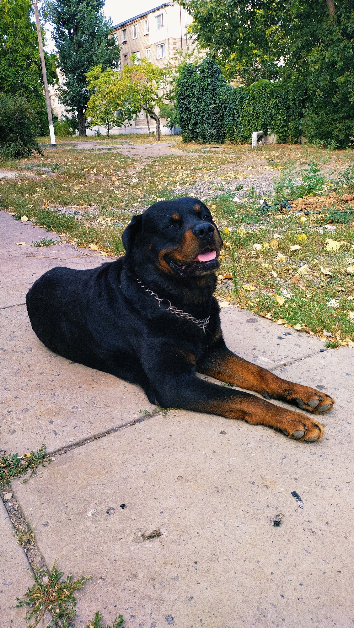 A black and tan Rottweiler dog is lying on a concrete sidewalk outdoors. The dog is facing to the right, with its eyes closed and tongue hanging out, appearing relaxed. It is wearing a silver chain collar. The background shows a grassy area with scattered fallen leaves, a few small bushes, and a multi-story building with a light-colored facade. Trees with green and yellowing leaves are also visible. The scene is set on a paved area that appears to be a sidewalk or public walkway. The environment suggests an urban setting, possibly a residential area or park in the city of Horishni Plavni, Ukraine, during the autumn season.