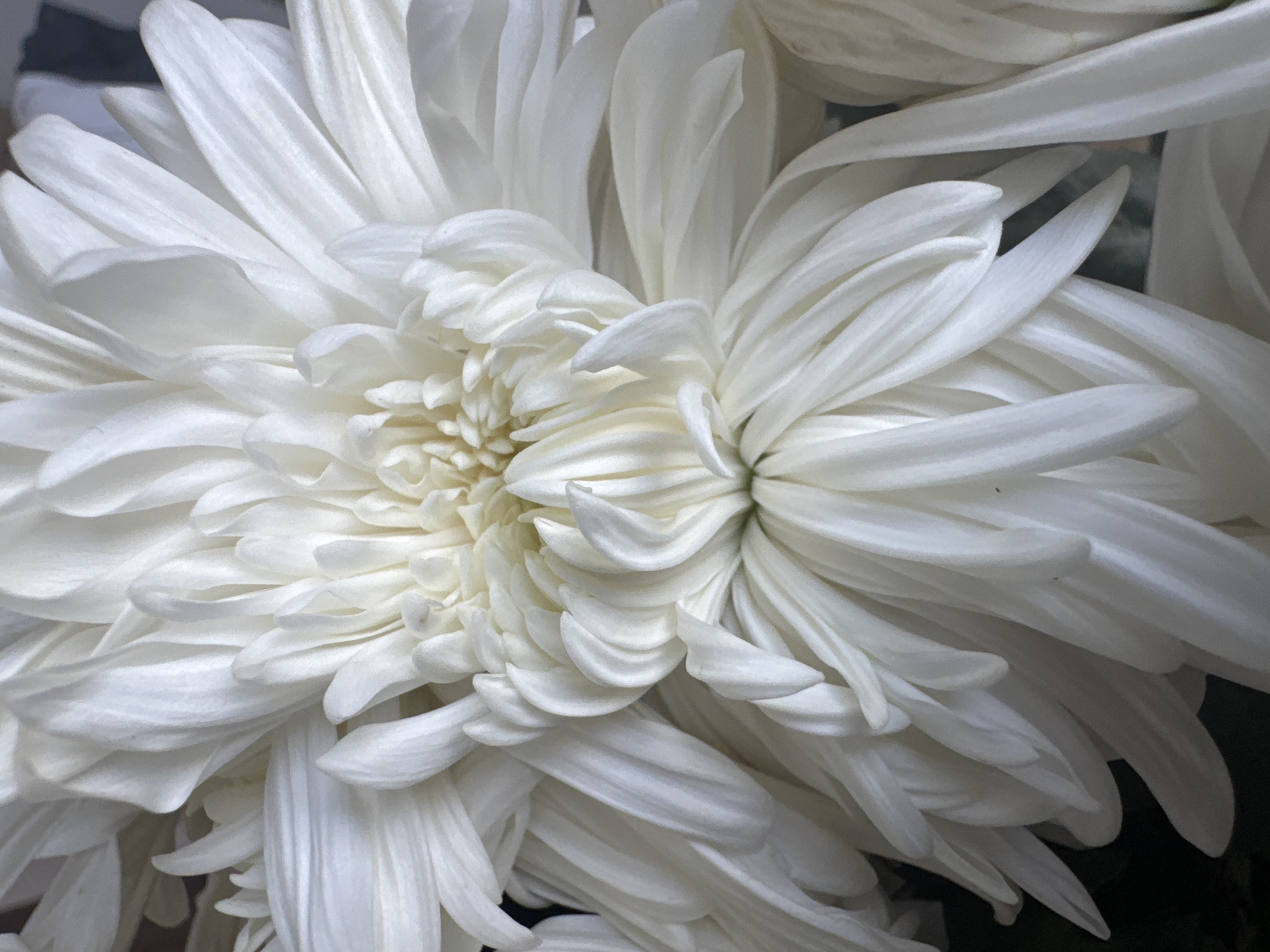 The image is a close-up, macro photograph of a white chrysanthemum flower. The petals are densely packed and layered, creating a complex and textured appearance. The lighting highlights the delicate curves and folds of the petals, with soft shadows emphasizing their volume and depth. The background is dark and out of focus, serving to further isolate the flower as the main subject. There is no indication of location in the city of Bac Nha Trang Ward, Vietnam, nor any presence of people, objects other than the flower, or actions.