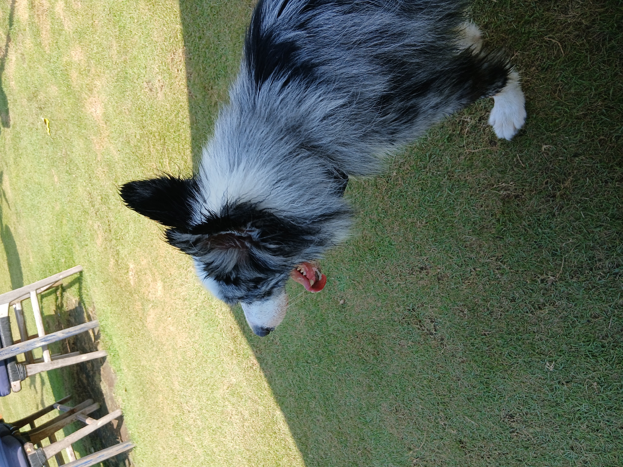 The image shows a medium-sized dog with black and white fur in an outdoor grassy area. The dog is facing to the left of the frame, with its mouth open, appearing to yawn or pant. Its tongue is visible, and its teeth are slightly exposed. The dog's fur is fluffy and appears somewhat disheveled. Behind the dog, there is a patch of shadow cast by an unseen object, possibly furniture or trees, on the green grass. In the upper left corner of the image, parts of wooden chairs with blue cushions are visible, suggesting an outdoor seating area. The environment appears to be a well-maintained lawn. The image was taken on a sunny day, indicated by the strong shadow. The location is identified as Mengwi, Indonesia.