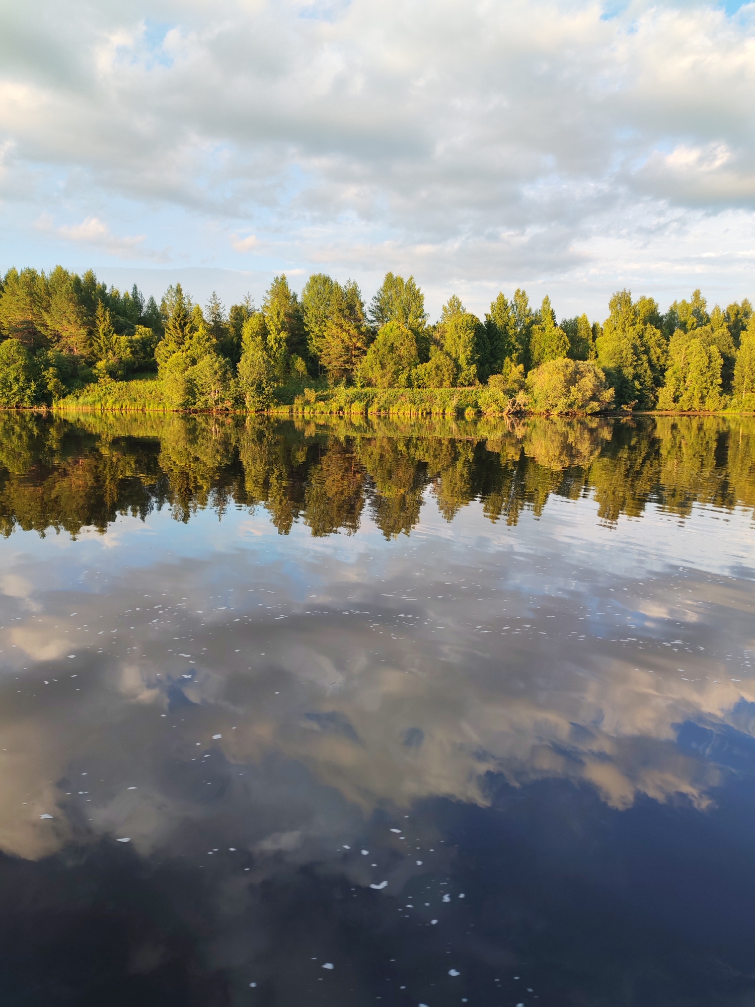 The image shows a serene natural landscape, likely a riverbank, with lush green trees lining the opposite shore. The trees are dense and varied in species, with some appearing to be conifers and others deciduous. The sunlight, possibly from a setting sun, casts a warm golden glow on the foliage.
The water in the foreground reflects the trees and the sky, creating a mirror image. The sky is partly cloudy, with patches of blue sky visible between the soft, white clouds. The reflections on the water are slightly distorted, indicating a gentle ripple on the surface. Small white specks on the water's surface could be foam or small floating debris.
The overall impression is one of tranquility and natural beauty. While the image is described as being taken in Aleksandrovskoe, Russia, there are no specific landmarks or features within the image that definitively place it in that city. The scene is characteristic of many rural or natural areas with bodies of water and forested banks. There are no people or man-made structures visible in the image.