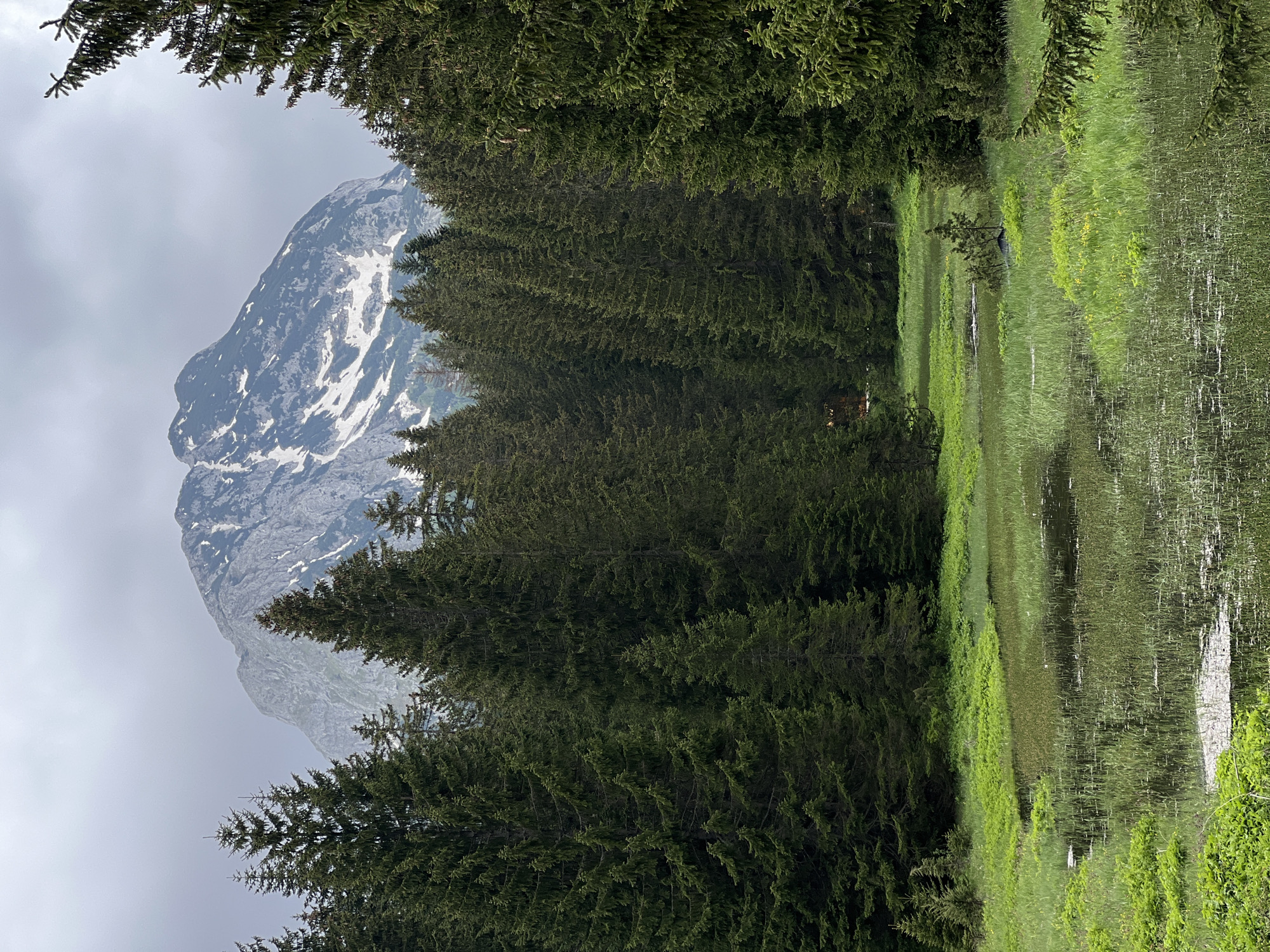 The image displays a serene mountainous landscape, likely in Pitomine, Montenegro. In the background, a majestic grey mountain peak, partially covered with snow patches, rises under an overcast sky. The sky is a uniform light grey, suggesting a cloudy day.
A dense evergreen forest, consisting of numerous dark green pine or fir trees, stretches across the mid-ground, forming a thick barrier. The foliage also frames the top and bottom of the image, with branches reaching into the frame from both sides.
In the foreground, a calm body of water, resembling a lake or pond, occupies the right side of the scene. Its still surface perfectly reflects the surrounding trees and the muted grey sky, creating a mirror-like effect. Lush green grass and reeds line the banks of the water, adding vibrant natural color. A small, dark object, possibly a log or a submerged tree stump, is visible within the water near the center, with its reflection clearly cast on the surface.
The scene depicts a tranquil, untouched natural environment. There are no people or human activity visible. The overall mood is peaceful and serene. It appears to be daytime, under an overcast sky. No text is visible in the image.
