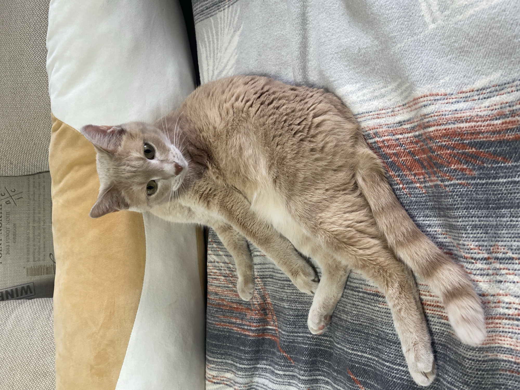 A light-colored cat is lying on a blanket draped over a sofa or couch. The cat is facing towards the left side of the image with its head slightly tilted towards the viewer. The cat has light orange fur and its tail is visible extending down towards the right side of the frame. The blanket has a woven texture with a color pattern of gray, white, and brown stripes. The sofa or couch has a combination of neutral-colored pillows, including a beige and a white pillow. A book is visible behind the yellow pillow. There is no indication of the location being Chaikovsky, Russia.