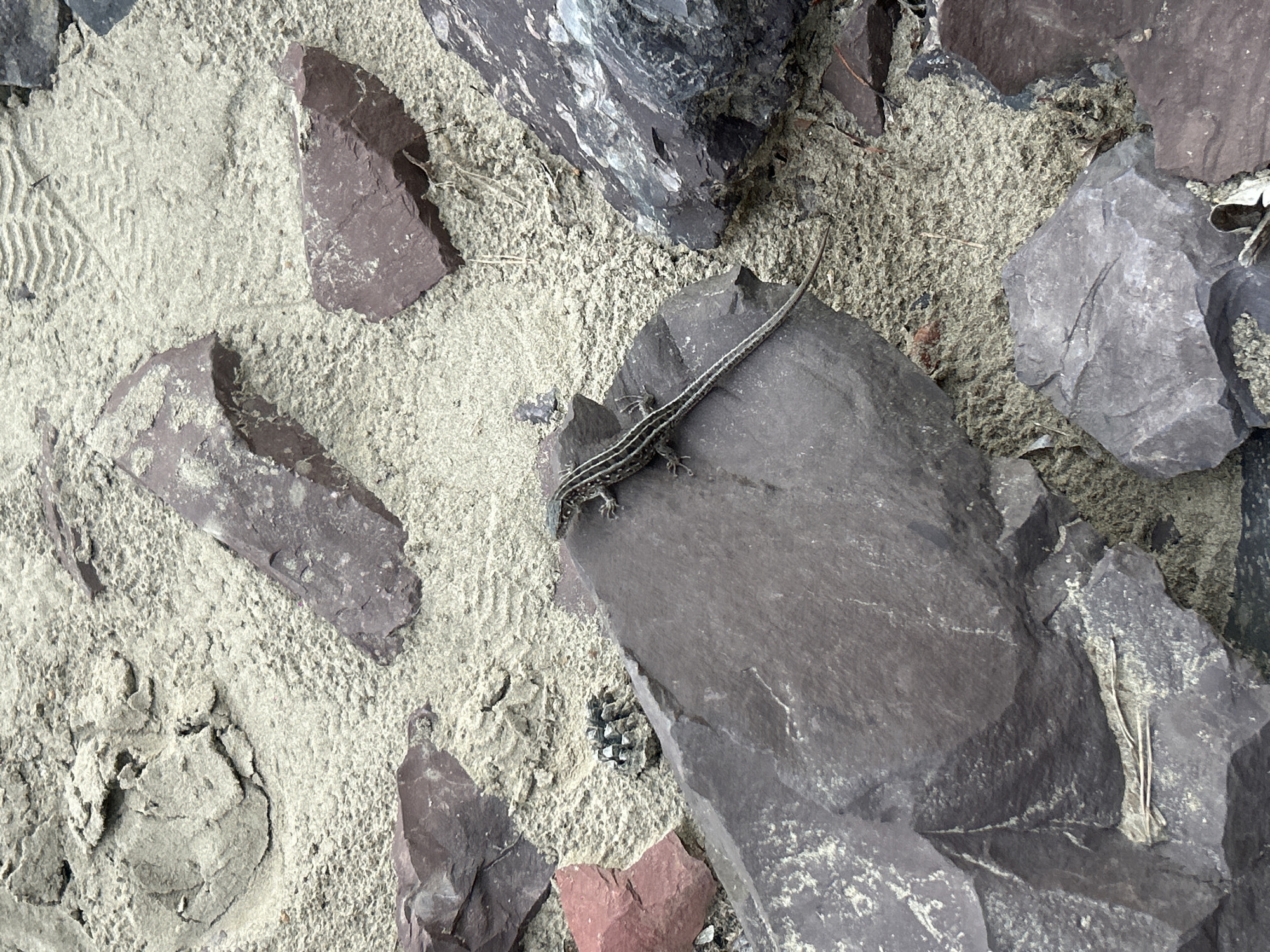 The image shows a lizard on a rock. The lizard is a slender, grey and brown reptile with a long tail. It is perched on a dark grey, flat rock that is surrounded by sand and other rocks of various sizes and colors, ranging from reddish-brown to dark grey. Some of these rocks appear to be slate. The sand is light-colored and textured, with a visible shoe print in the upper right portion of the image. There are also a few dry twigs or plant stems scattered on the ground. The scene appears to be outdoors, in a natural environment. The location is identified as Nikolo-Petrovka, Russia.