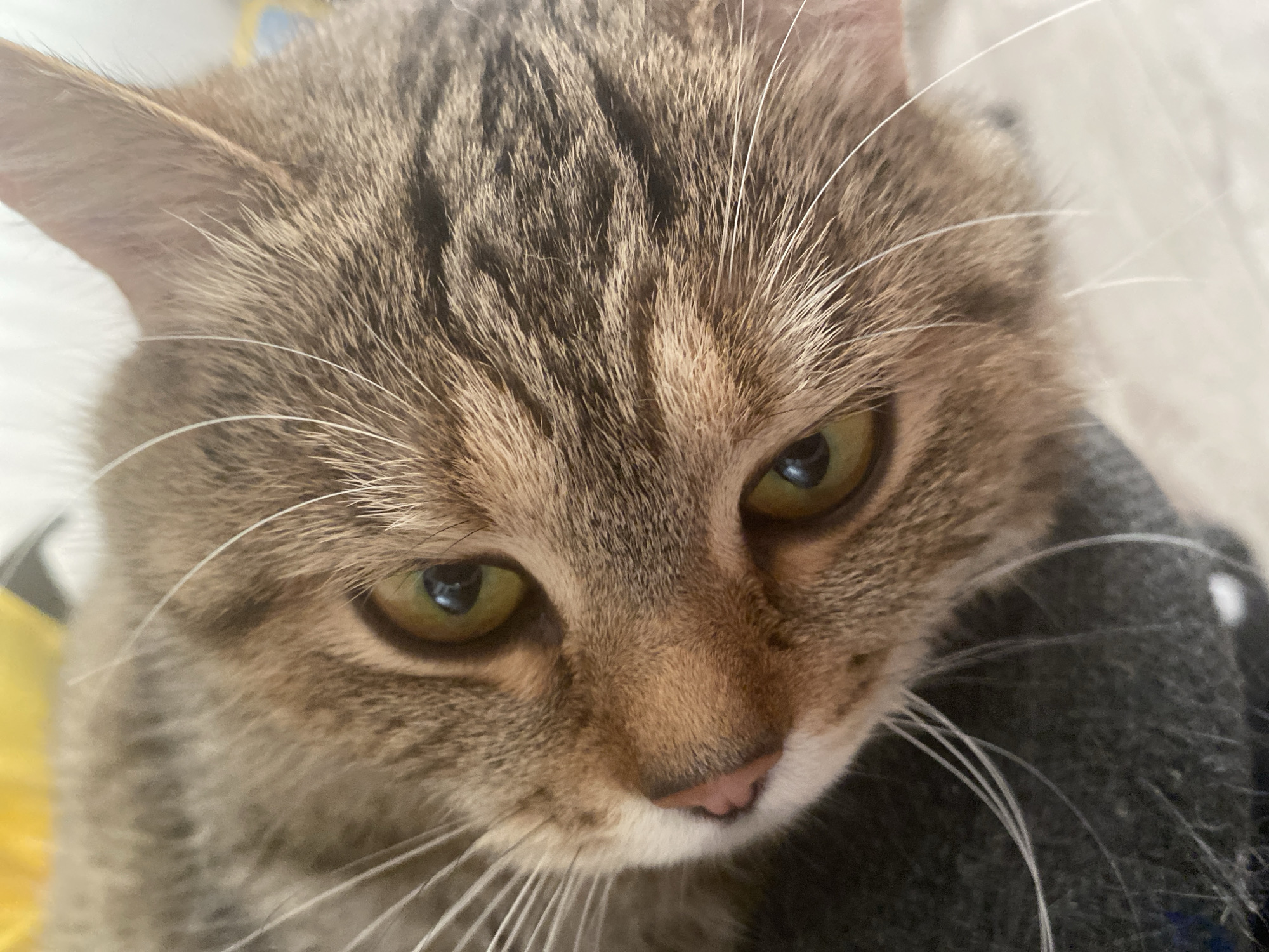The image is a close-up, head-on, slightly tilted shot of a tabby cat's face. The cat has green eyes and a pink nose. Its fur is a mix of brown, black, and white stripes. The cat is lying down, and its whiskers are prominent against a dark gray surface in the foreground and a blurred, light-colored background. The lighting appears to be natural, with some reflections visible in the cat's eyes. There are no people or indications of a city environment present.
