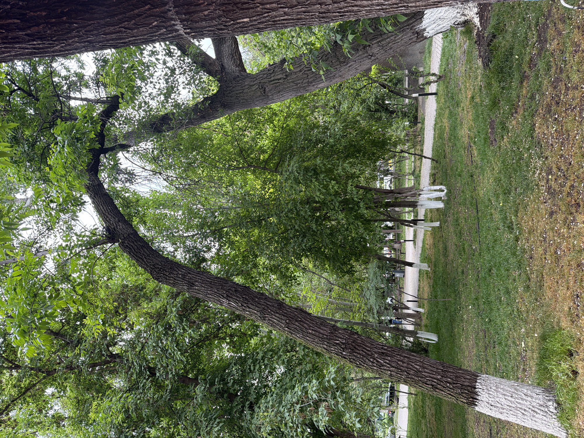 The image shows a park setting in Yerevan, Armenia. A gravel path cuts through the grassy area, lined by trees painted white at the base of their trunks. The trees have green foliage and create a canopy overhead. There are more trees and foliage in the background of the image.