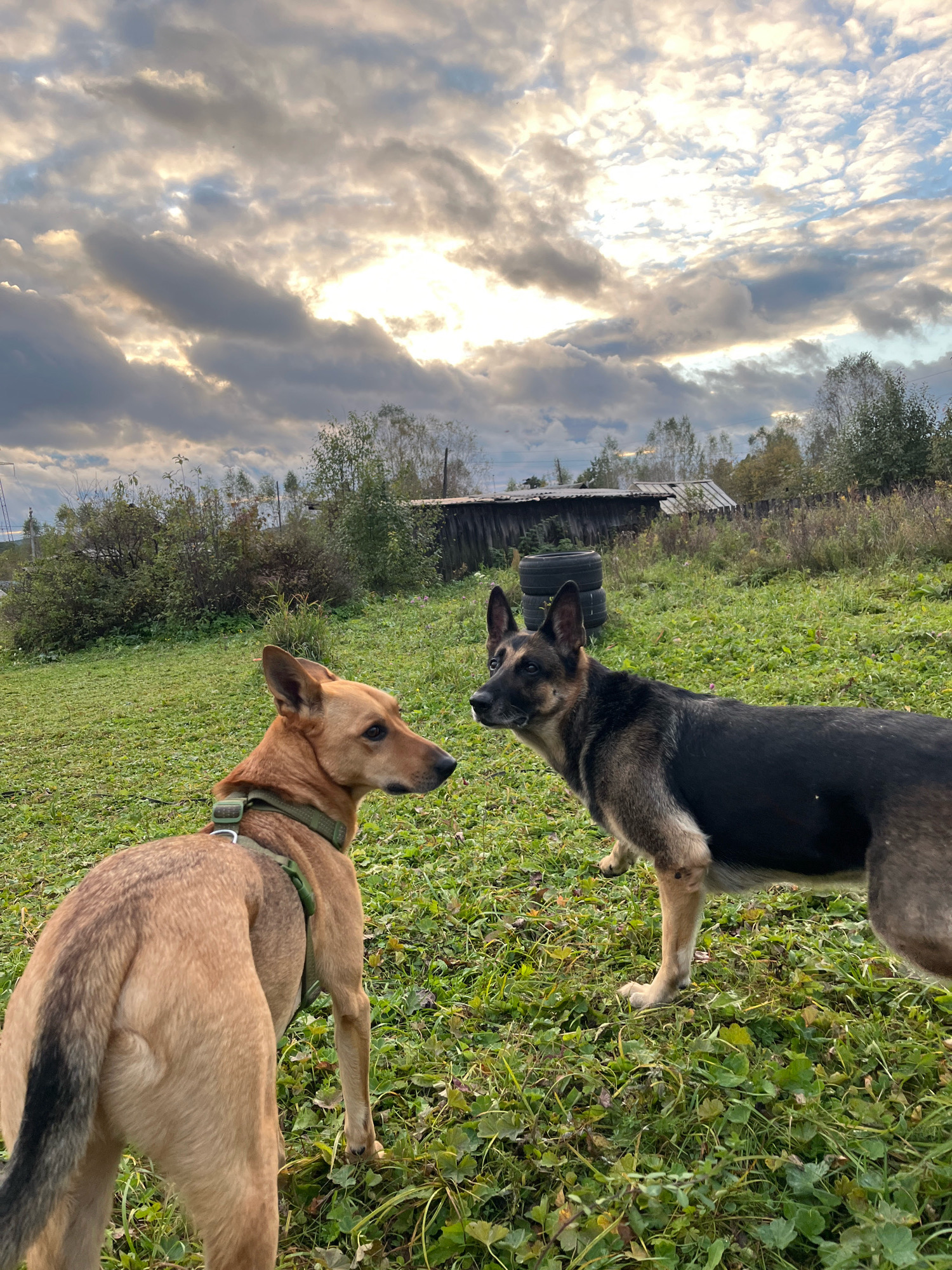 Two dogs, one tan and one German Shepherd, stand in a grassy field under a cloudy sky. In the background, there are trees, a dilapidated wooden structure, and stacks of tires. The image was captured in Nizhny Tagil, Russia.