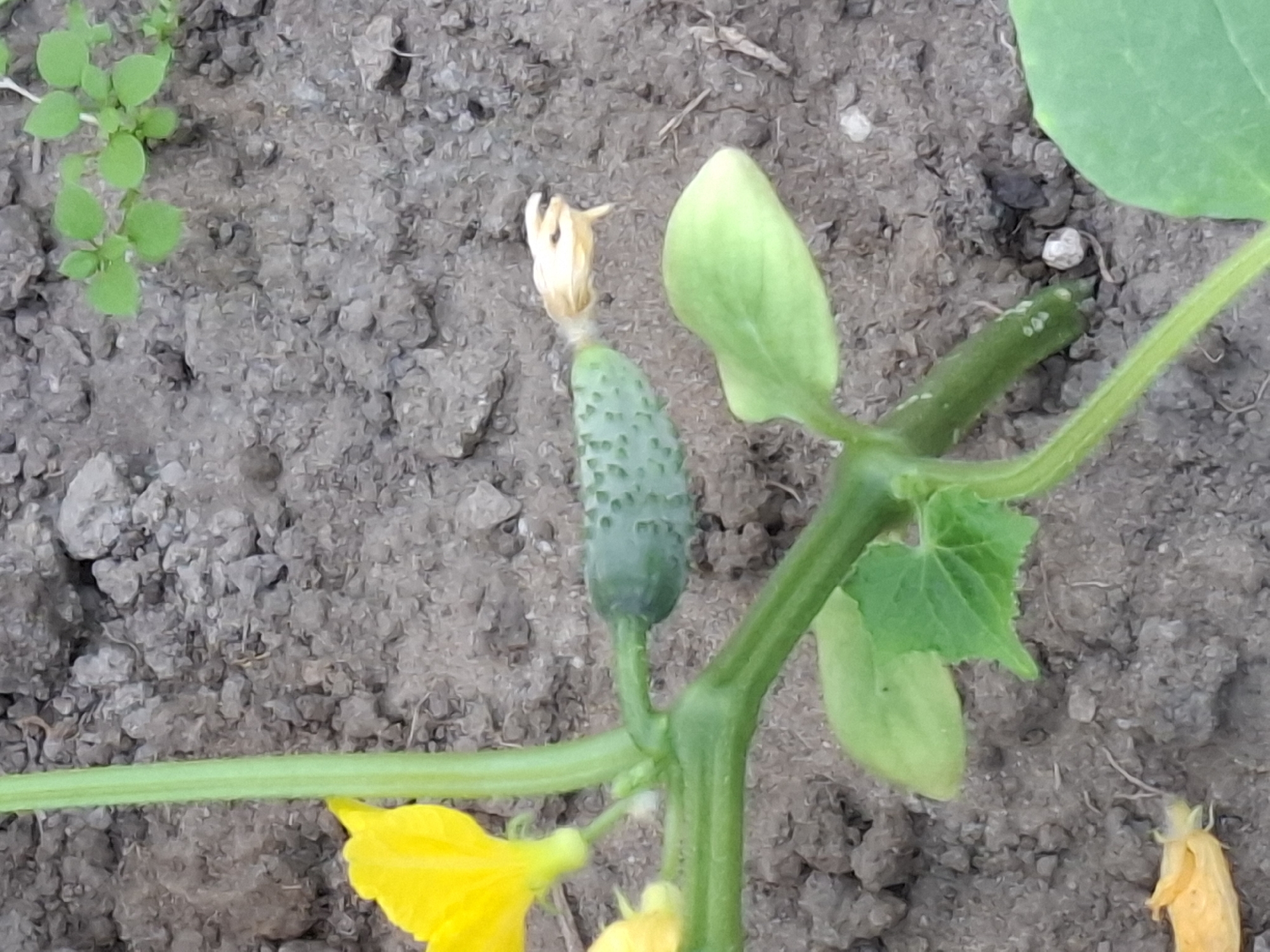 The image shows a close-up view of a cucumber plant growing in soil. The main subjects are a young cucumber, its flower, and leaves. The cucumber is small and green, with distinct bumpy texture. A shriveled, pale yellow flower is attached to the top of the cucumber. Several green leaves, some unfurling and others fully formed, are visible on the plant's stem. One prominent, heart-shaped leaf is particularly noticeable. A bright yellow flower is also visible at the bottom left of the frame, partially obscuring the stem. The plant is rooted in dark, granular soil. In the upper left corner, a small cluster of tiny green seedlings with round leaves is present, suggesting other plant life in the vicinity. The lighting suggests it is daytime, and the overall impression is one of a garden or agricultural setting. There is no visible text in the image.