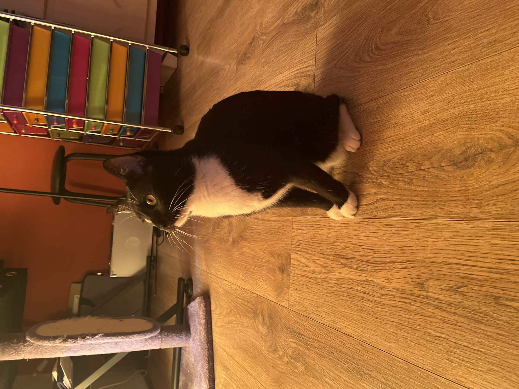 A black and white cat is sitting on a light brown wooden floor. The cat is facing towards the left of the frame, with its body angled slightly away. It has a white chest, white paws, and white markings on its face. The cat's eyes are open and appear to be yellow. Behind the cat, to the left, is a purple cat tree. Further in the background, there is an orange wall, a metal stool, and a colorful rolling storage cart with multiple drawers. The overall lighting in the scene is warm, suggesting indoor lighting. There are no people visible in the image. The location is not specified as being in Fresnes, France; this information is not present in the visual data.