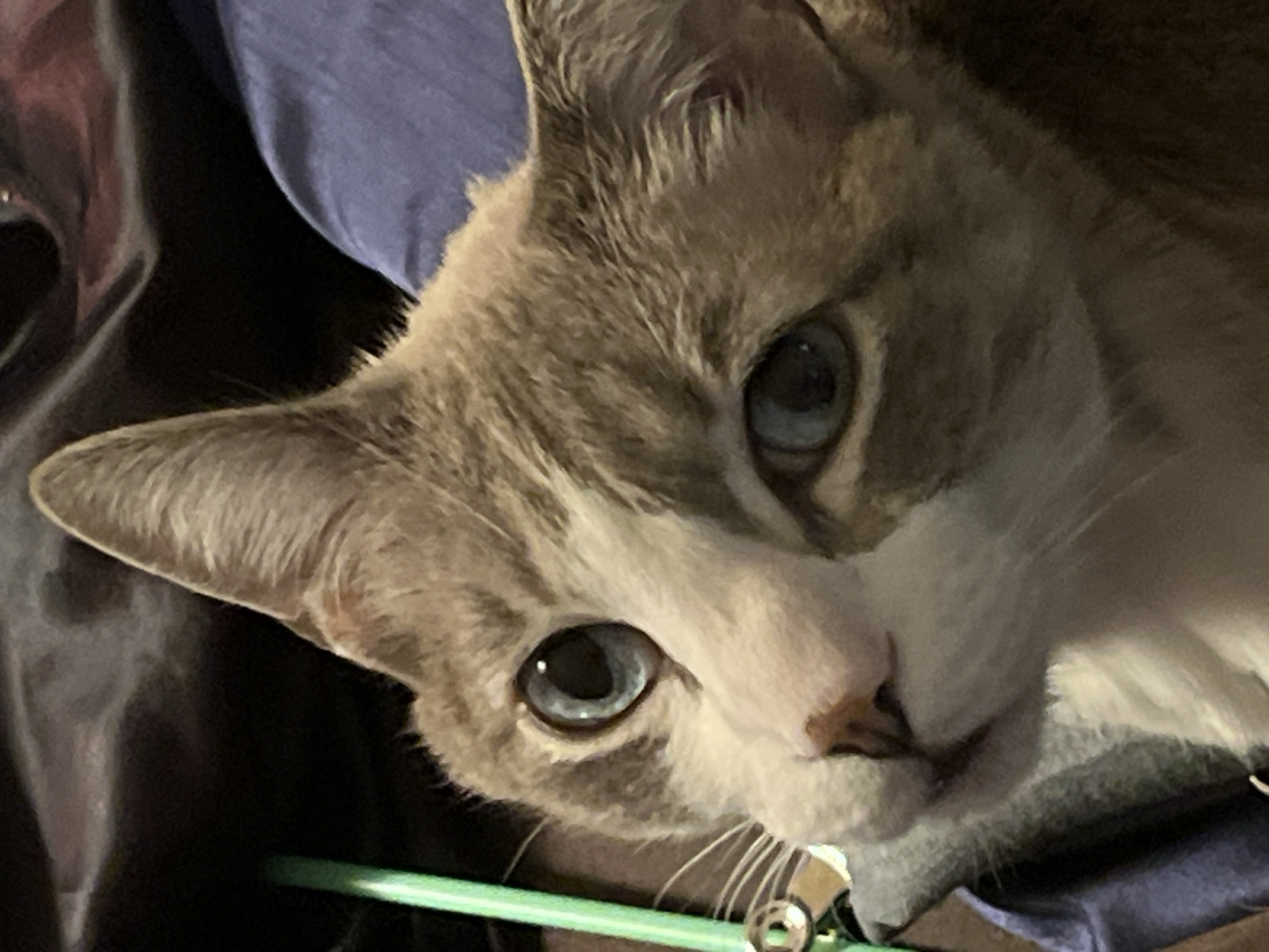 A close-up, slightly angled view captures the face of a light-colored cat. The cat has grey fur on its head and ears, transitioning to white on its face, particularly around the nose and mouth. The cat's eyes are a striking light blue color. The background includes a dark, glossy surface and a piece of blue fabric. A green bar-like object with a small, silver metallic loop is visible at the bottom. The setting or location in Barcelona, Spain, is not discernible from the provided image.