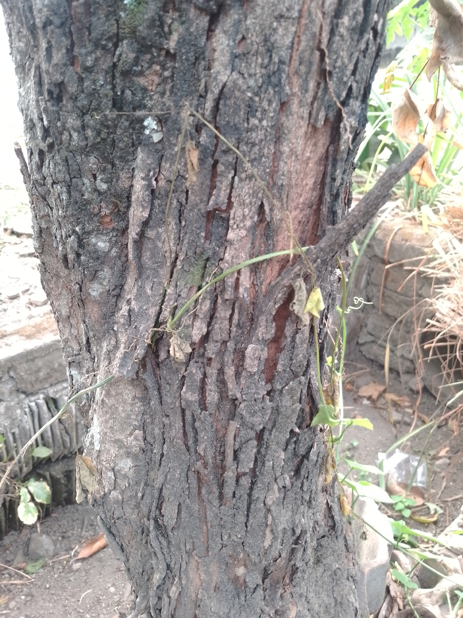 A close-up, eye-level shot focuses on the rough, textured bark of a tree trunk. The bark is dark gray with vertical fissures and patches of lighter gray and reddish-brown. Several thin, dry vines and some green tendrils with small leaves are wrapped around and growing on the trunk. One thin branch protrudes from the right side of the trunk, extending into the background. The background is out of focus, showing dry leaves, green foliage, and some blurred structures that appear to be made of stone or concrete. The ground is covered in dirt and debris. The lighting suggests it is daytime, with natural light illuminating the scene. The image captures a detail of a tree in an outdoor urban or semi-urban environment.