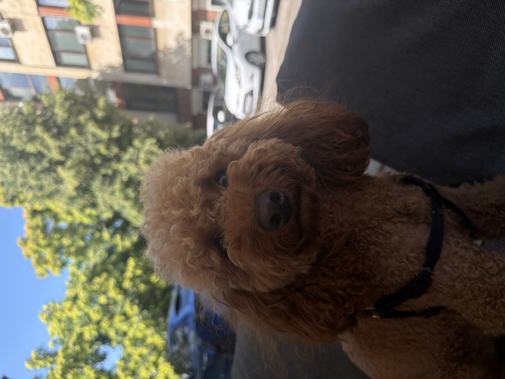 A brown poodle dog with curly fur is pictured in an outdoor urban setting. The dog is wearing a black harness. In the background, there are trees with green foliage, a building with windows and air conditioning units, and several cars parked on a street. The sky is blue and clear, suggesting it is daytime. The image appears to have been taken on a sunny day. The setting is consistent with an urban environment in Dupnitsa, Bulgaria.