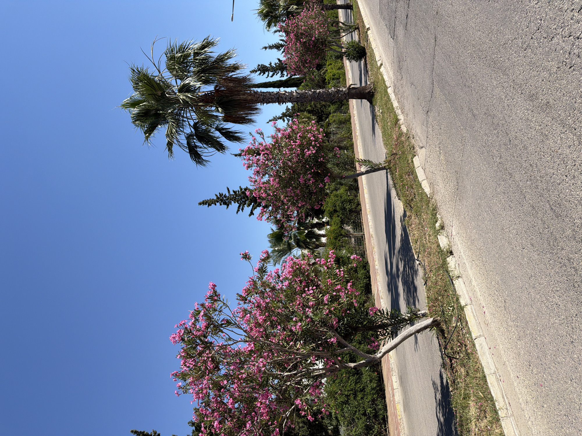 A street scene under a clear blue sky features a road curving to the right. On the left side of the road, a blooming tree with pink flowers stands near a white curb and a sidewalk. Beyond the sidewalk is a dense green hedge. Further down the road, a palm tree is visible, accompanied by other trees and bushes. The road surface is asphalt with visible cracks.