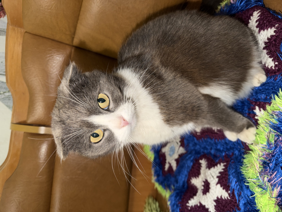Komsomolskiy, Russia: An indoor scene features a bicolored domestic cat, consistent with a Scottish Fold breed due to its folded ears, sitting upright and facing the viewer. The cat's fur is predominantly charcoal-gray on its back and head, with a white chest, belly, paws, and facial markings around its pink nose and mouth. Its eyes are a distinct yellow-gold, and long white whiskers extend from its muzzle. The cat is positioned on a vibrant, multi-textured knitted or crocheted blanket displaying patterns in royal blue, dark purple, and white star-like shapes, with a neon green fringed edge. In the background, a brown upholstered furniture piece, possibly leather or faux-leather, is visible, suggesting a domestic setting. A wooden support structure is apparent above the cat's head, and a blurred green object is partially visible to the cat's left.