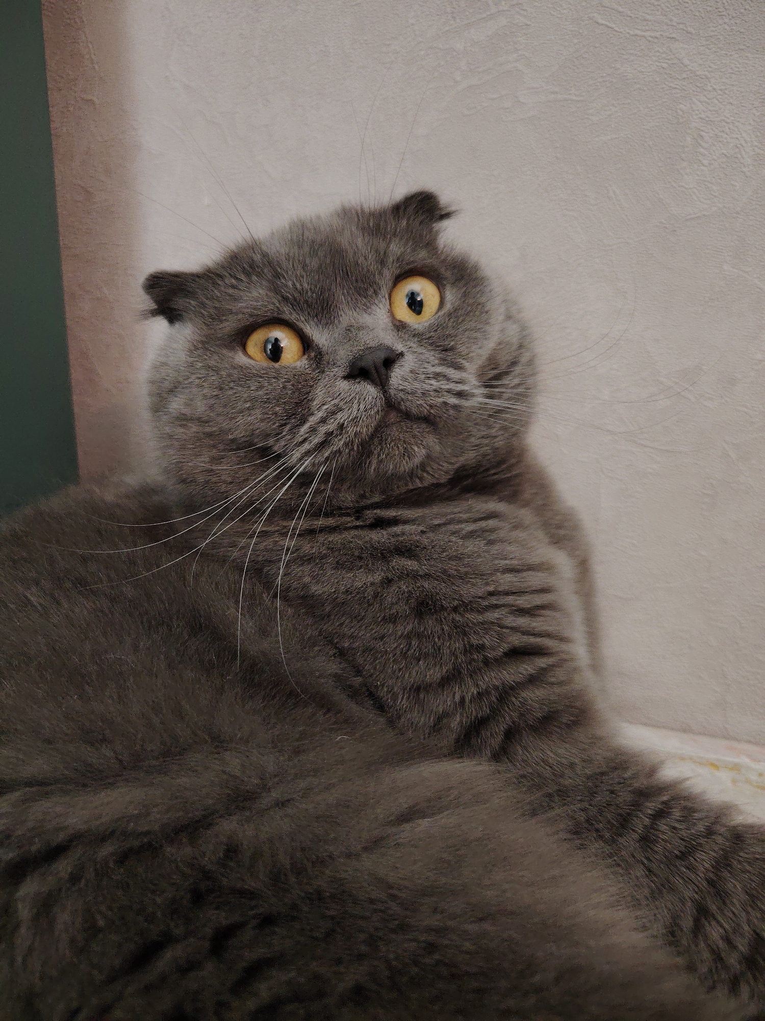 A domestic cat, identified as a gray Scottish Fold due to its distinctive folded ears and dense fur, is captured in a close-up indoors in Markovskii, Russia. The cat is lying down, likely on its back or side, looking upwards and slightly to the right with a wide-eyed, startled, or curious expression. Its large, round eyes are a bright yellow-amber color, with pupils appearing as narrow vertical slits. Long, prominent white whiskers extend outwards from its muzzle. The cat's coat is a uniform solid gray, appearing fluffy and soft. The background consists of a light-colored, subtly textured wall. A darker, vertical element, possibly a wall corner or piece of furniture, is visible on the far left of the frame. The lighting is soft and even, suggesting an indoor setting without direct harsh light. No text is visible in the image.