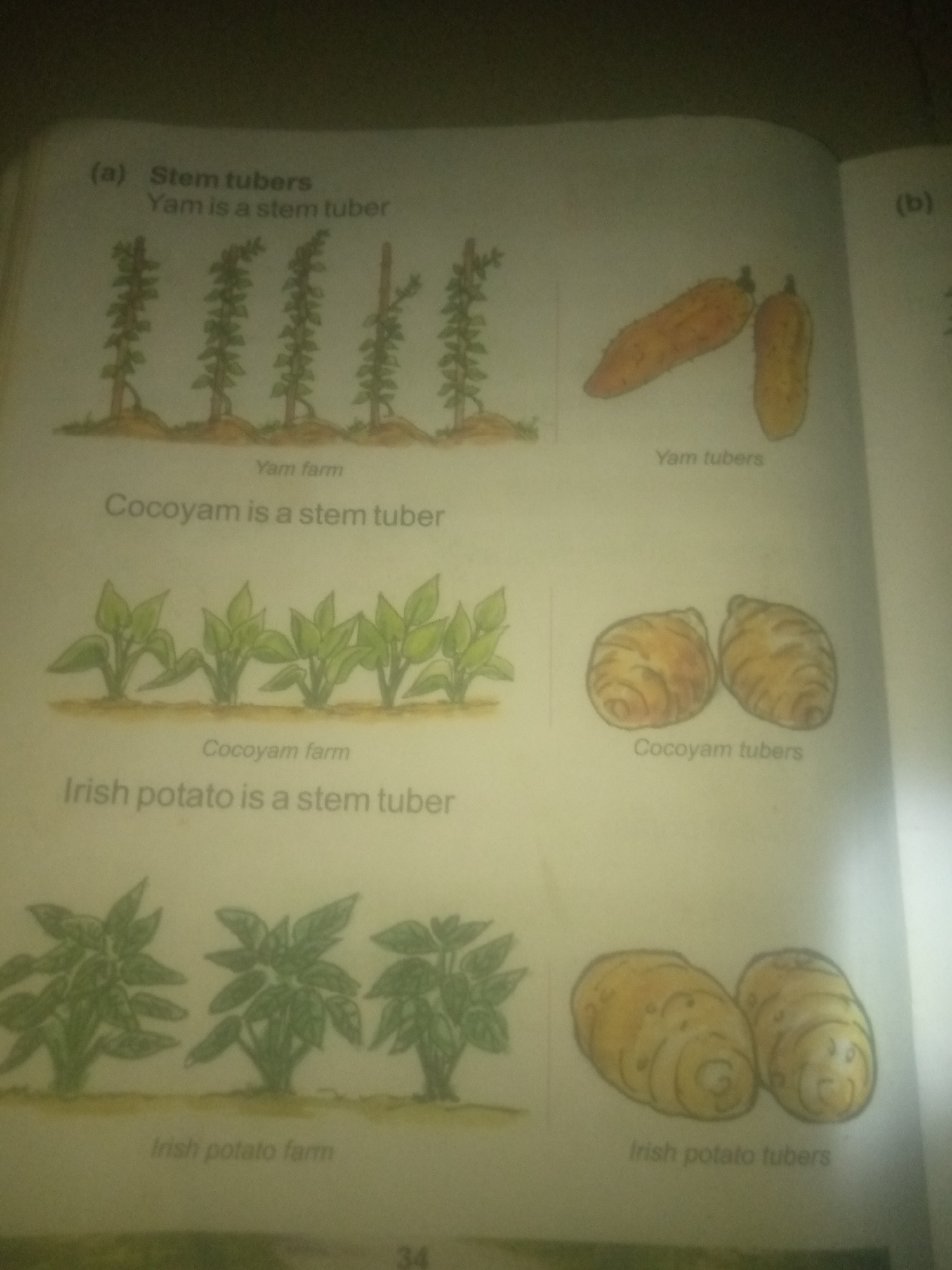 The image is a page from a book or educational material, illustrating different types of stem tubers. The page is divided into sections, each featuring a drawing of a plant and its corresponding tuber, along with descriptive text.
In the top left, labeled "(a) Stem tubers," there is a drawing of a yam farm, showing several yam plants growing vertically with support. Below this, it states "Yam is a stem tuber." To the right of this is a drawing of two yam tubers, with the label "Yam tubers."
Below the yam section, there is a drawing of a cocoyam farm, depicting cocoyam plants with broad leaves growing from the ground. The text below reads "Cocoyam is a stem tuber." To the right are two cocoyam tubers, labeled "Cocoyam tubers."
Further down, there is a drawing of an Irish potato farm, showing several Irish potato plants with bushy foliage. The text states "Irish potato is a stem tuber." To the right are two Irish potato tubers, labeled "Irish potato tubers."
The bottom right corner of the page shows the number "34".
The image does not contain any information about the city of Jauro Yinu, Nigeria, nor does it depict any people, actions, or interactions that would be relevant to a forensic description of a scene. It is purely an informational illustration.