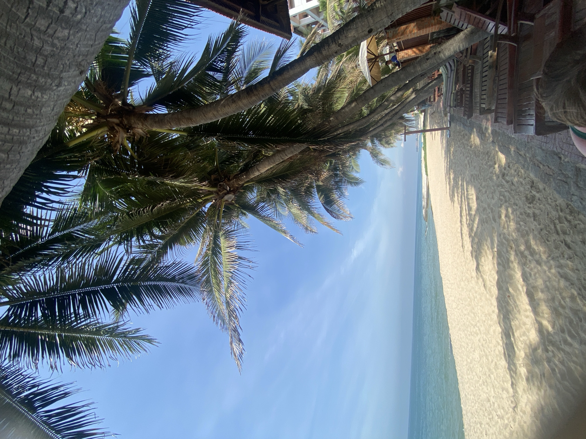 A bright, sunny day at a tropical beach resort. The foreground is dominated by the sandy beach with shadows cast by palm trees. Several empty lounge chairs are lined up along a paved walkway adjacent to the beach. In the background, the turquoise ocean meets the horizon under a clear blue sky with wispy clouds. Coconut palm trees with their fronds are prominently featured, framing the scene and casting dappled shadows on the sand. To the right, a brick structure with a wooden roof and a thatched umbrella suggest a resort amenity. Further back, a multi-story building is visible. The image appears to be taken from a low angle, looking up towards the palm trees and the sky.
