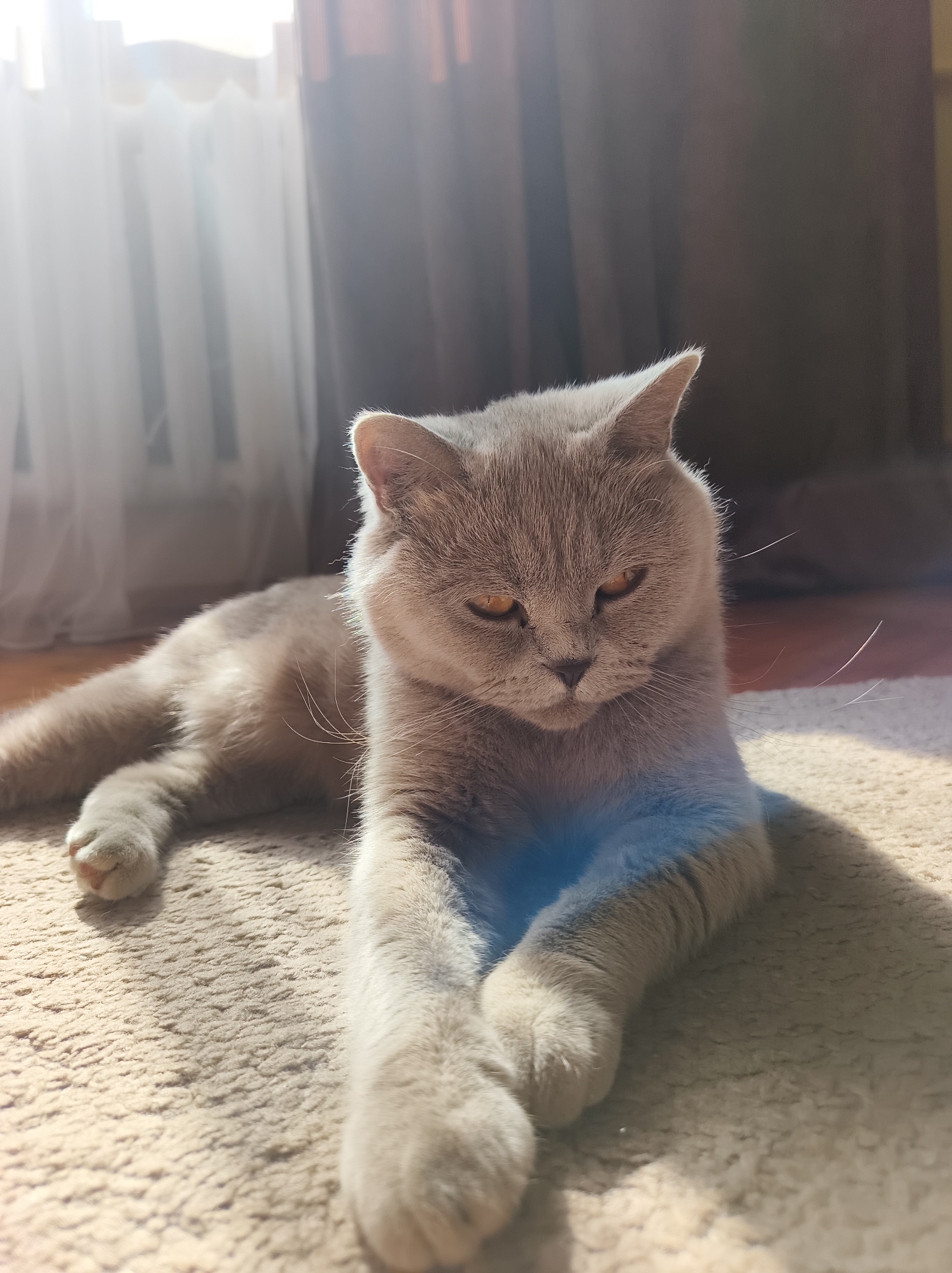 An adult British Shorthair cat with grey fur and orange eyes is lying on a light-colored carpet indoors. The cat is facing the camera, with its front paws crossed. Sunlight is streaming in from a window on the left side of the image, creating a spotlight effect on the cat. The background is blurred, showing curtains and a radiator. The image was taken in Ternopil, Ukraine.