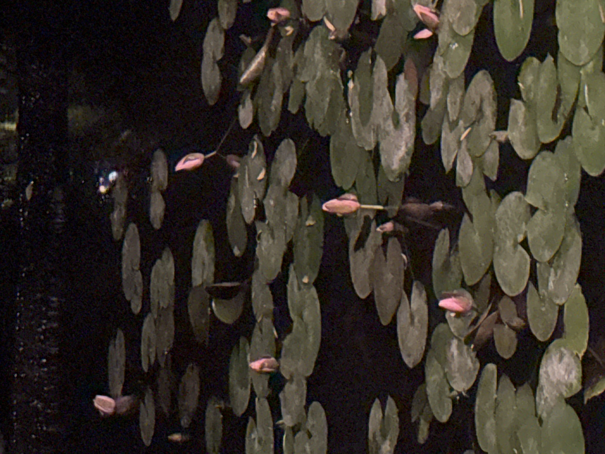 The image shows a pond at night in Givatayim, Israel. Lily pads cover much of the water's surface. Some pink lily buds are visible among the pads. The scene is dimly lit, with a few faint reflections visible on the water's surface on the left side of the image.