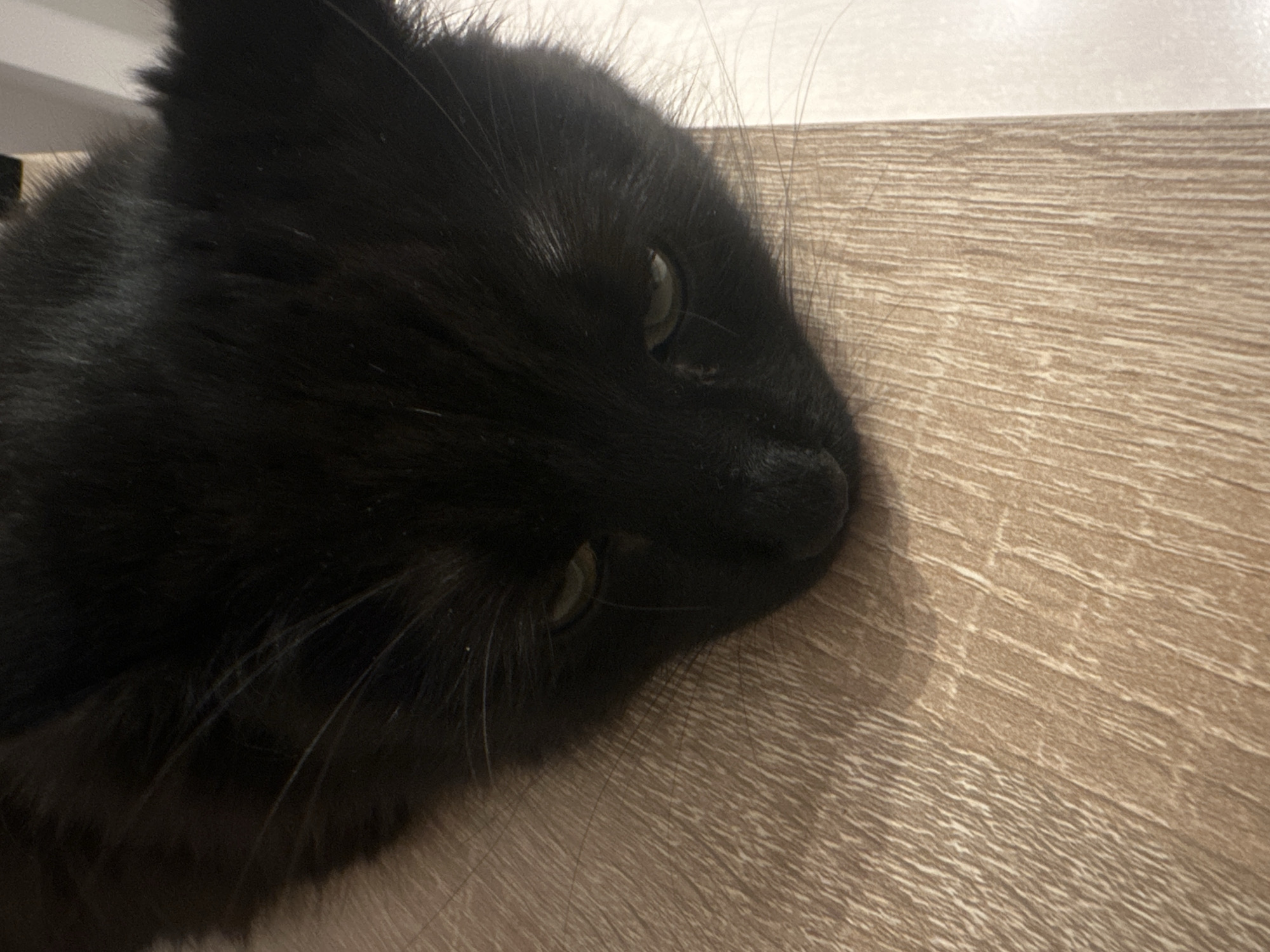 A close-up shot shows a black cat lying on a light brown, wood-grain surface. The cat's head is turned to the right, with its nose touching the surface. The cat's eyes are partially open, revealing a green color. Long whiskers are visible around the cat's face. The location is not discernible from the image.
