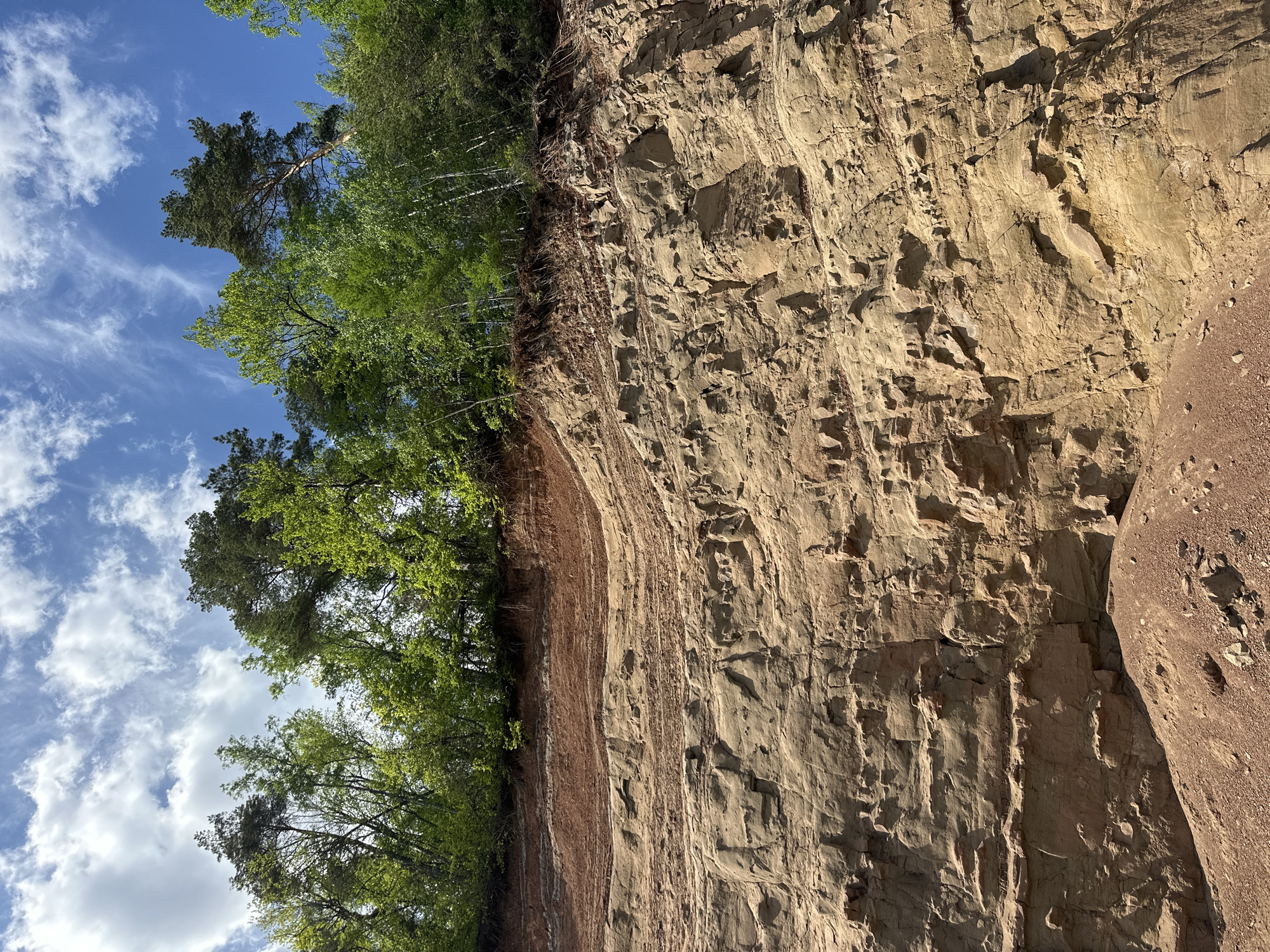 The image depicts a geological formation with exposed rock layers adjacent to a line of trees against a backdrop of a blue sky with clouds. The rock face exhibits varying textures and colors, suggesting different strata. The trees, displaying green foliage, appear to be rooted at the top of the formation. The scene is set in Novyi, Russia.
