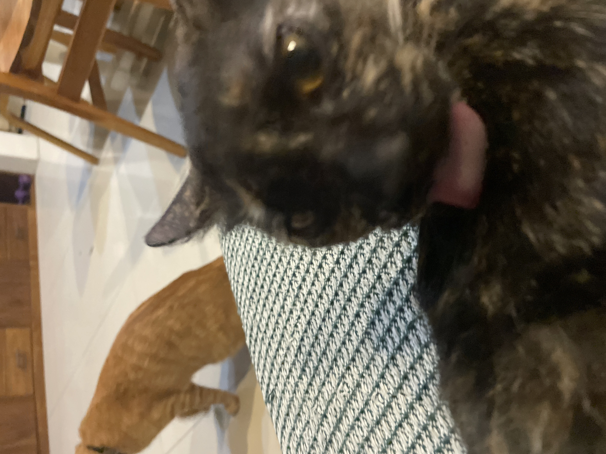 A close-up, low-angle photograph features two cats in an indoor setting. In the immediate foreground, a dark-furred cat, possibly a tortoiseshell or dark tabby, dominates the frame. Its left eye, with a prominent yellowish-brown iris, is visible, reflecting a light source. The cat's pink tongue is extended, suggesting it is in the process of licking or grooming itself, or perhaps a nearby surface. Its fur appears dense and has subtle variations in color.
To the left and slightly behind the foreground cat, an orange tabby cat is partially visible, appearing to be on the floor or a lower surface, moving away from the camera. A patterned fabric, possibly a blanket or piece of clothing, with a distinctive white and green diamond or waffle-like weave, is seen under the foreground cat and extends towards the left. In the upper left corner, parts of a light brown wooden structure, resembling a chair or table legs, are visible, casting subtle shadows on a light-colored wall or floor. The lighting suggests an indoor environment, but the time of day is not discernible. No text is visible in the image. The perspective is very intimate, almost as if taken by one of the cats, or a very close human observer. The overall scene conveys a candid moment of feline activity within a home in Denpasar, Indonesia.