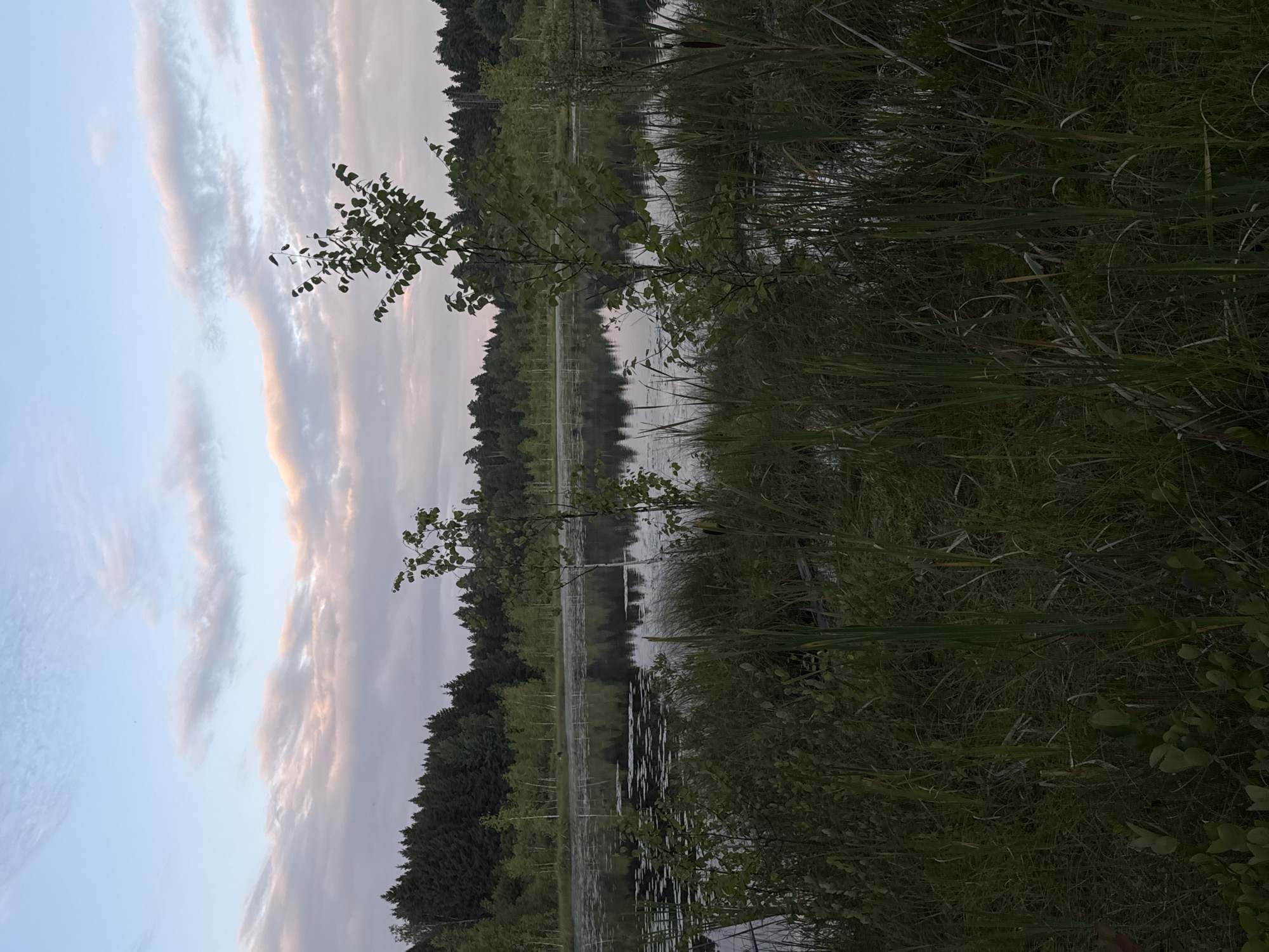The image depicts a serene natural landscape at the edge of a lake in Pchelka, Russia. The foreground is dominated by dense, lush green vegetation, including tall reeds and various grasses, with some broad leaves visible at the very bottom. This vegetation creates a natural border to the tranquil water.
The lake itself is calm, reflecting the surrounding trees and the sky above. Patches of water lilies or similar aquatic plants dot the surface of the water. In the middle ground, a dense line of trees, primarily evergreens with some deciduous trees interspersed, forms the shoreline of the lake. The trees are dark green and create a textured backdrop.
The sky above is a soft blue, transitioning into lighter shades towards the horizon. Wispy clouds, tinged with pink and pale orange from what appears to be the setting or rising sun, drift across the sky. The overall impression is one of peacefulness and natural beauty, characteristic of the rural environment of Pchelka. There are no people or man-made structures visible in the image.