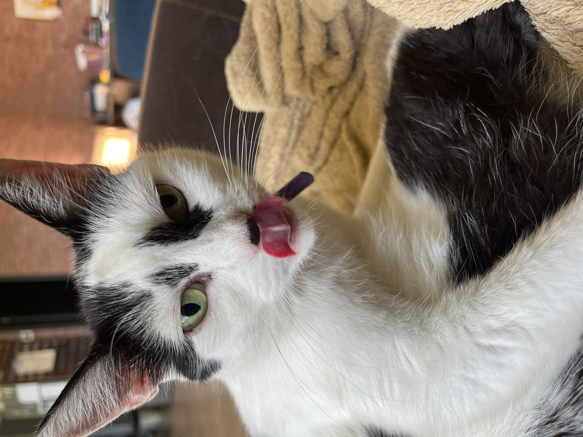 A close-up shot shows a black and white cat with green eyes. The cat is licking its nose with its pink tongue, and its whiskers are prominent. The cat is resting on a tan, fuzzy blanket, and its fur is a mix of white and black patches. In the background, a blurry interior setting is visible, suggesting the cat is indoors, possibly in a home environment. The background shows hints of furniture, shelves with items, and possibly a brick wall, indicating a domestic setting. The specific location in the city of Ureki, Georgia, cannot be determined from the visual information provided.